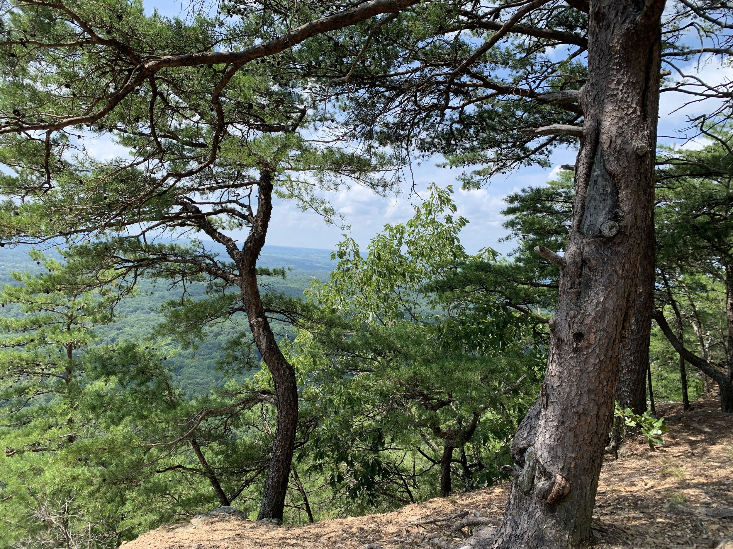 Looking through the trees