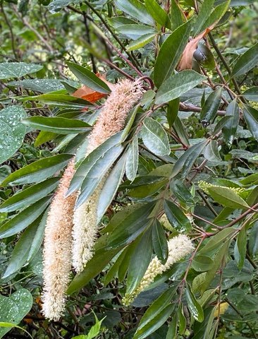 Cunonia Capensis (Butterknife Tree) 