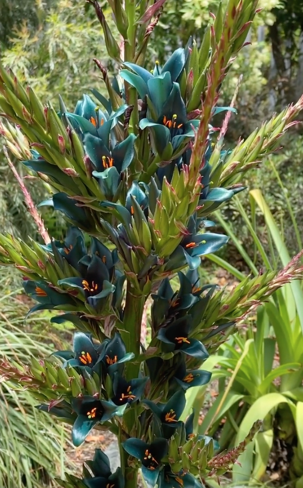 Blue Puya showing off.
