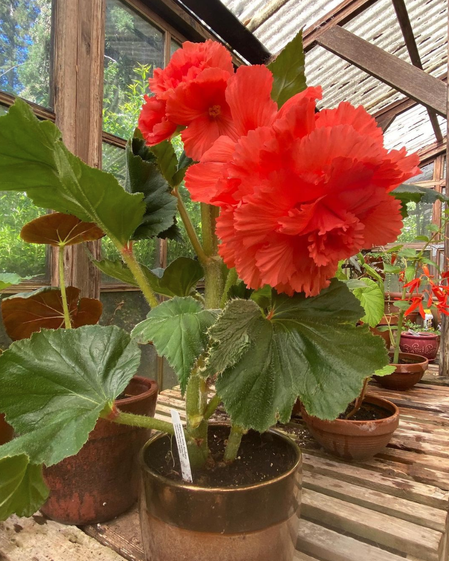 Red begonia in glasshouse