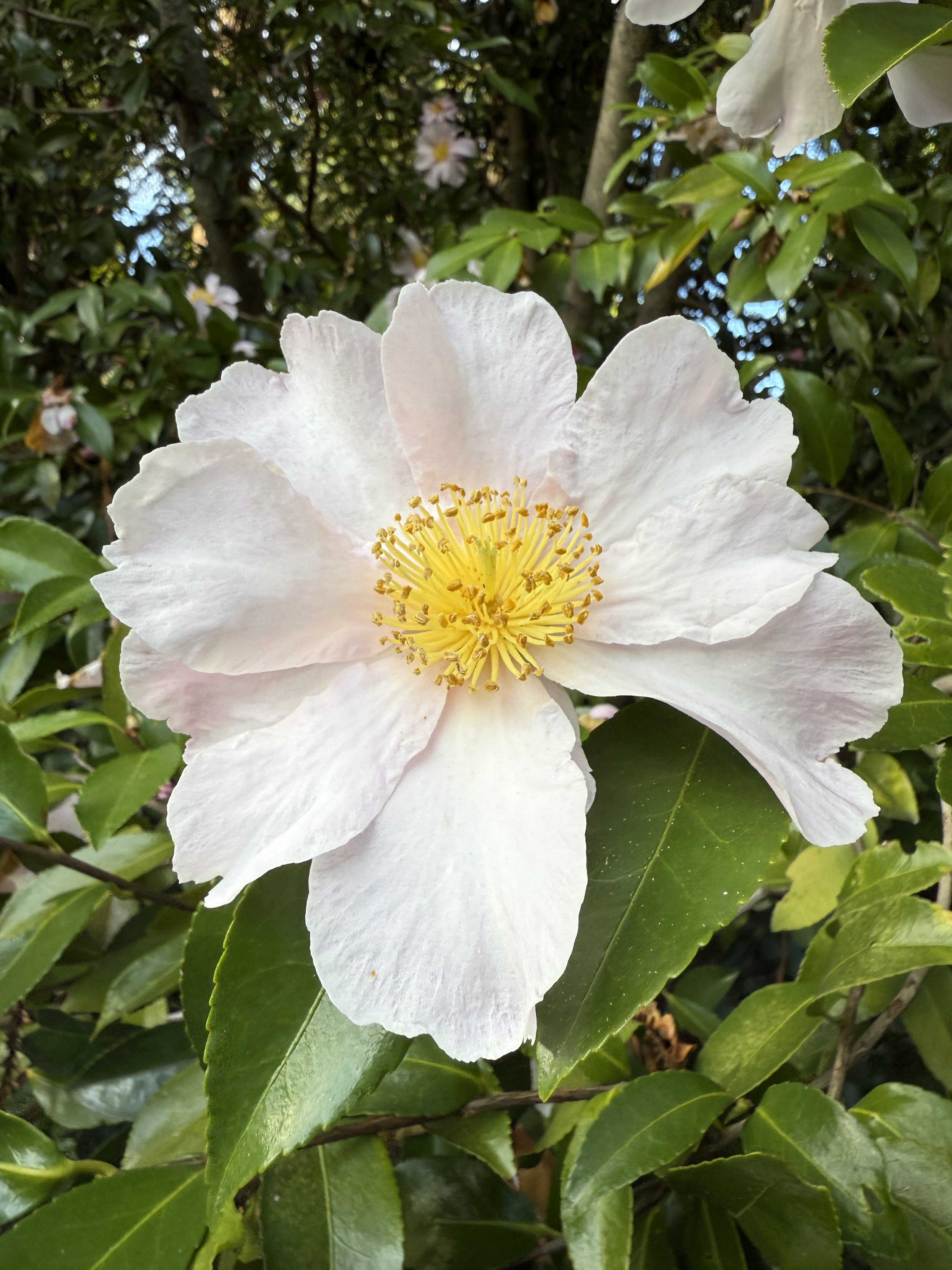 Guided Winter Bloom Walkabout + Tour