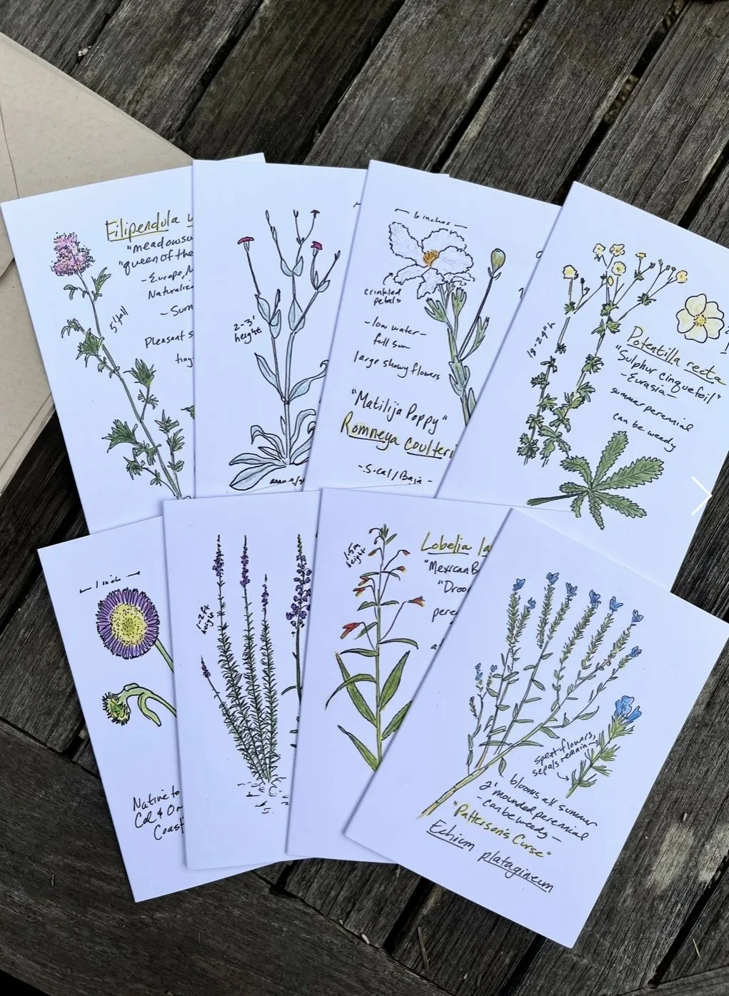 Learning Plants Through Drawing