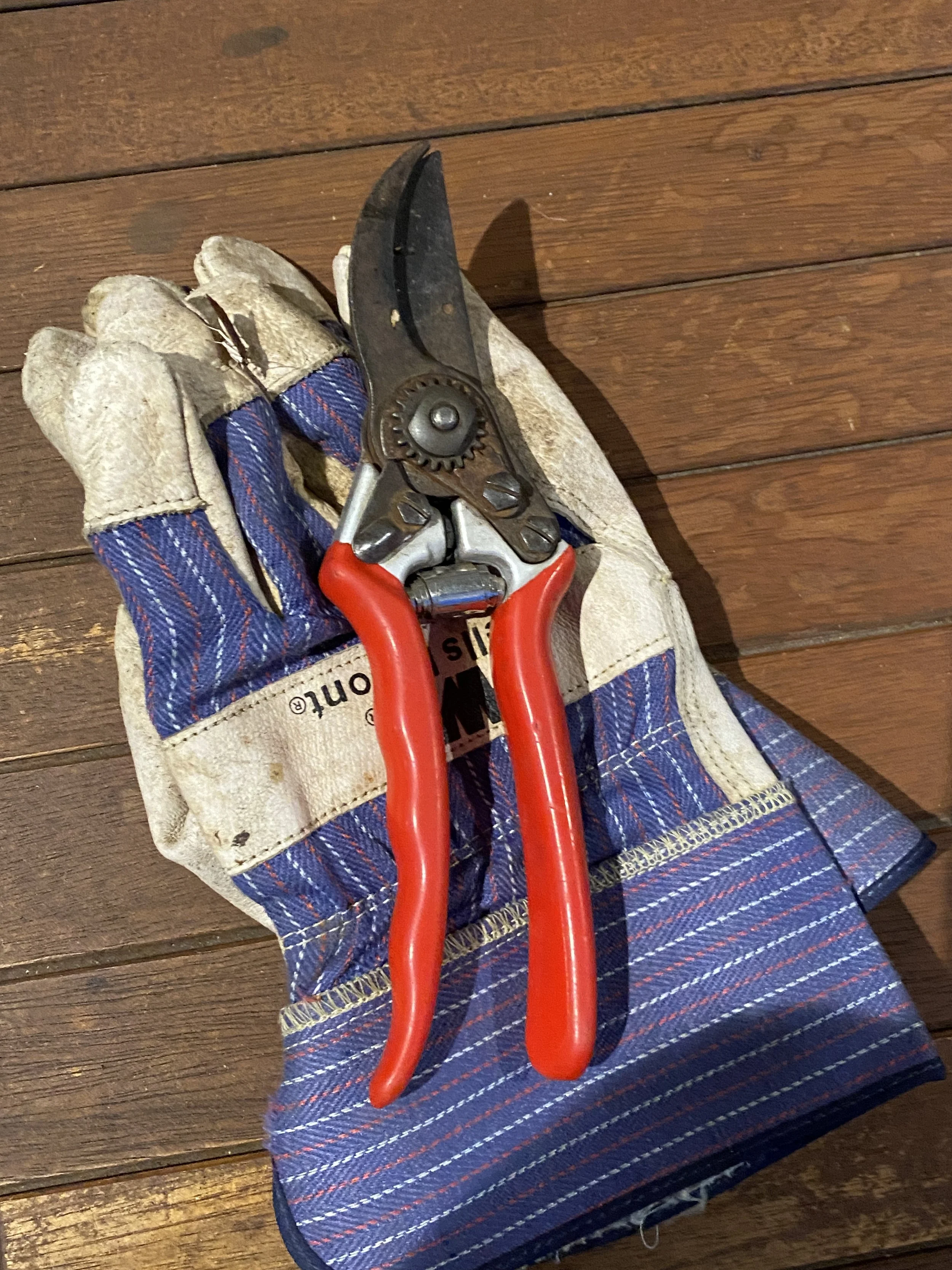 The Seasons of Aesthetic Pruning