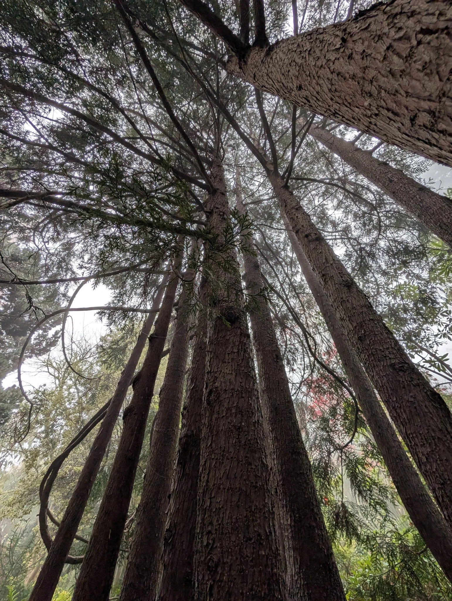 Arbor Day Tree Lover’s Stroll