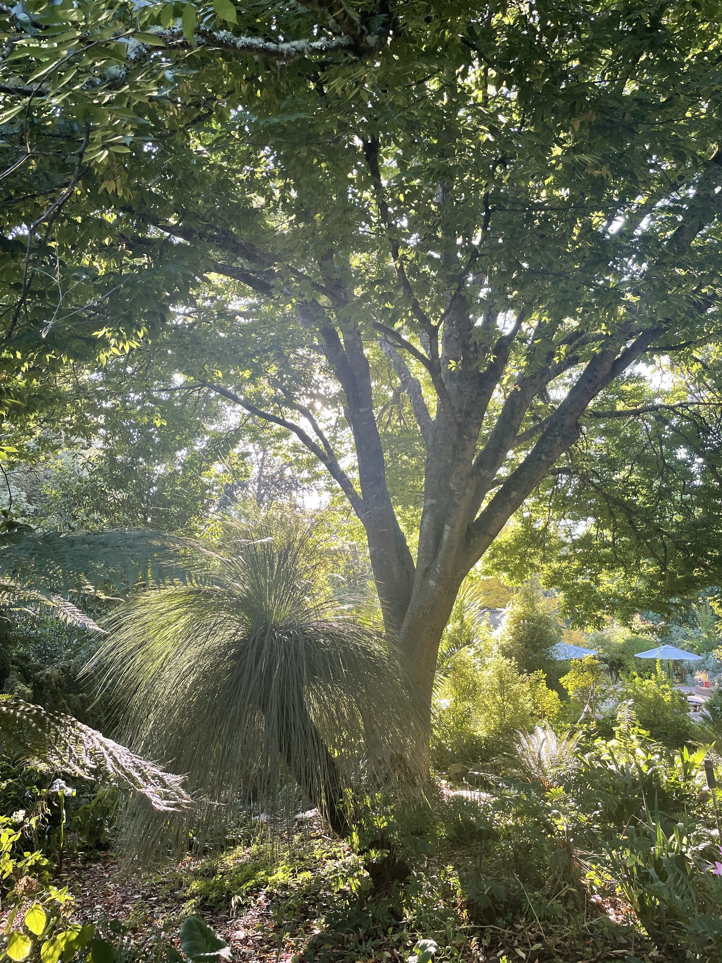Performing with Plants-morning