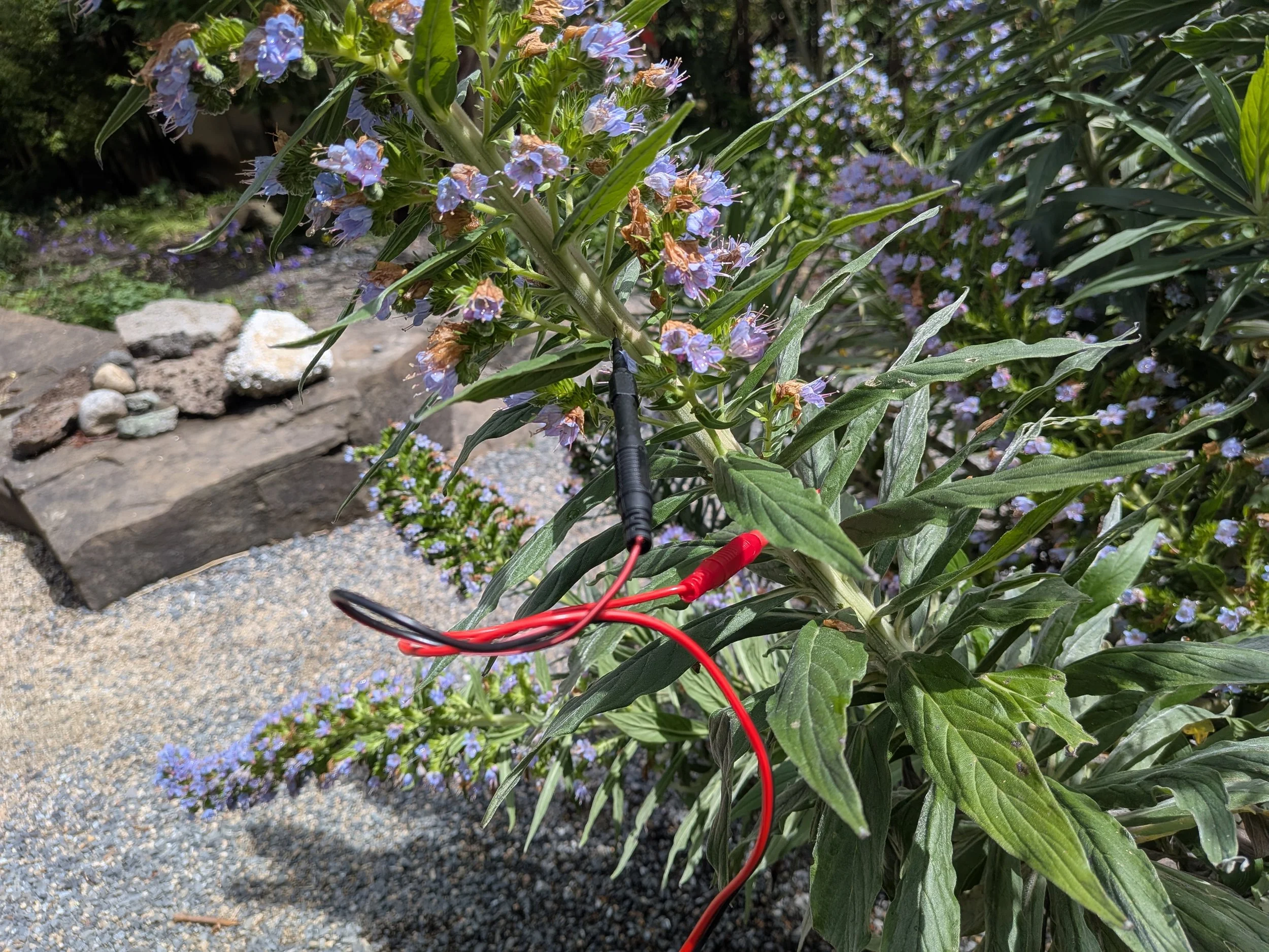 Performing with Plants-afternoon