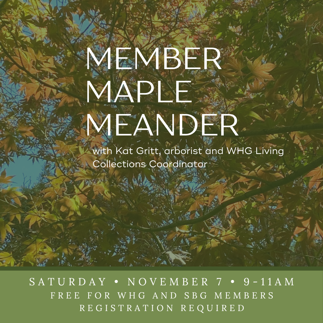 Member Maple Meander with Kat Gritt