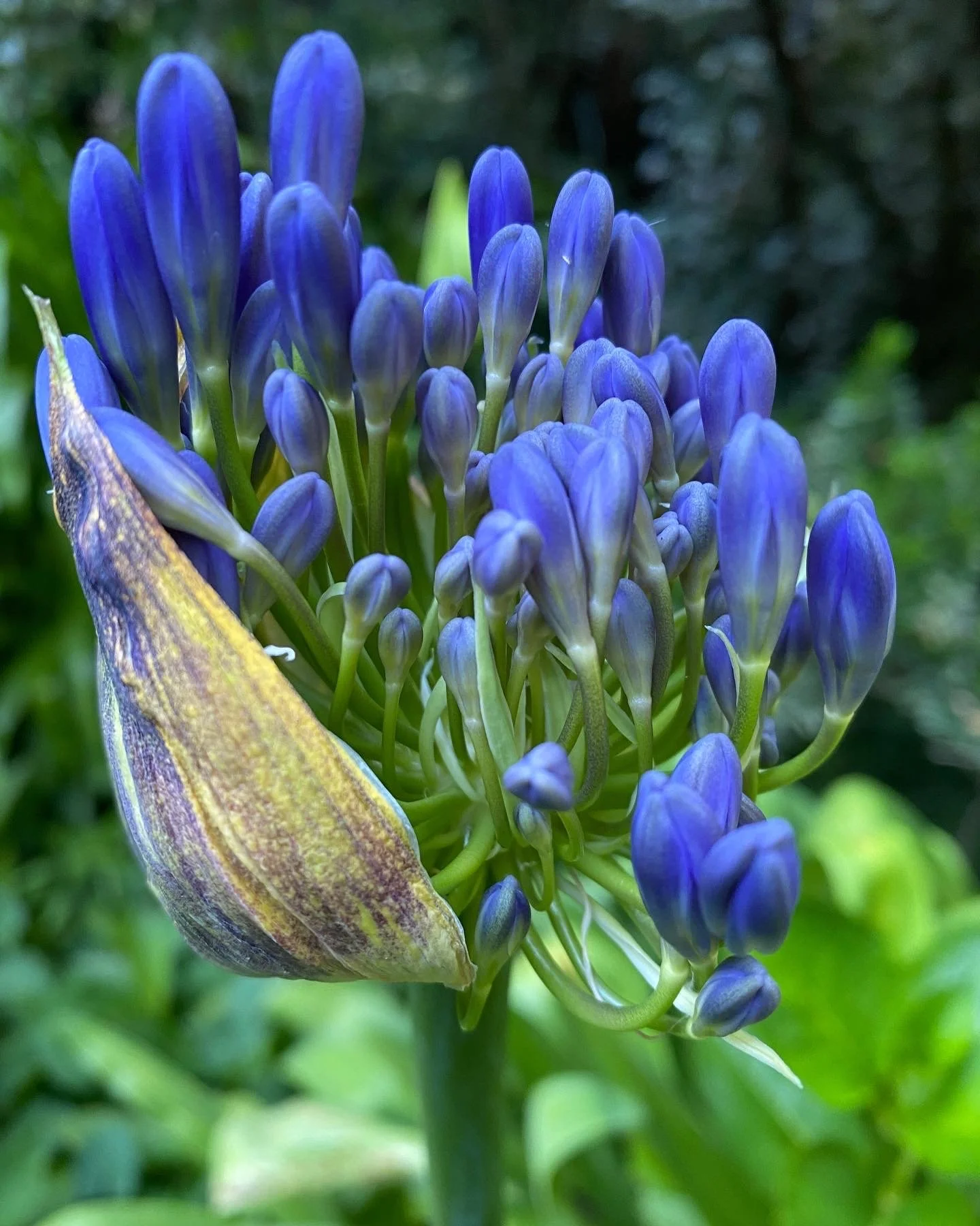 5F49C8D6-A0C1-41E3-B09C-6A73E8FAF027 copy.JPG