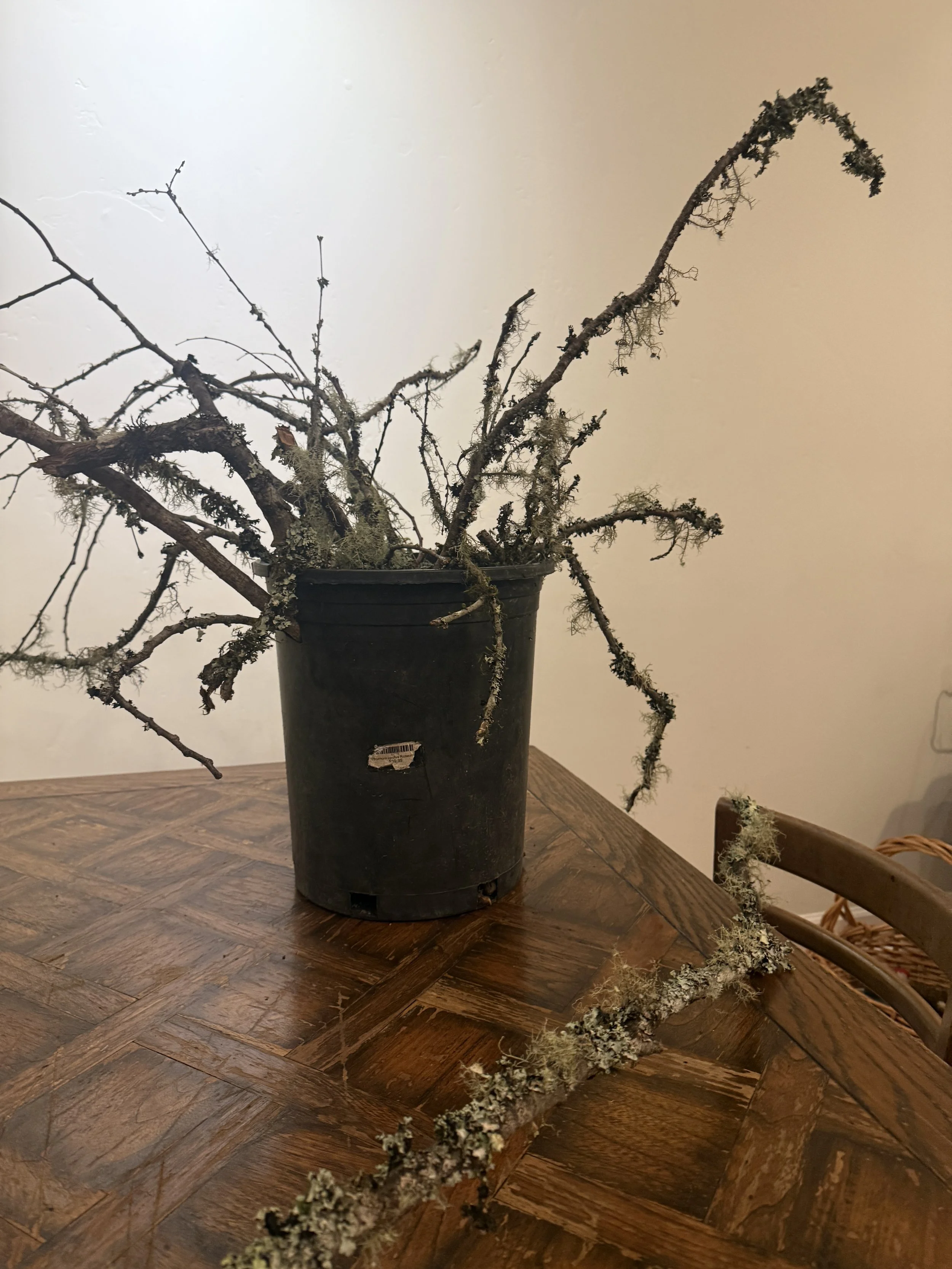 Lichen Branch Bundle