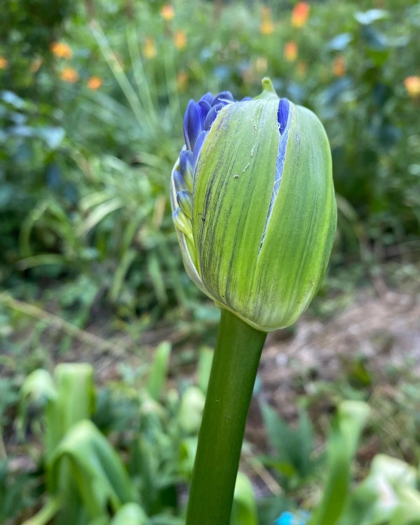 77407E2A-9618-4AC4-8831-501598C9E730 copy.JPG