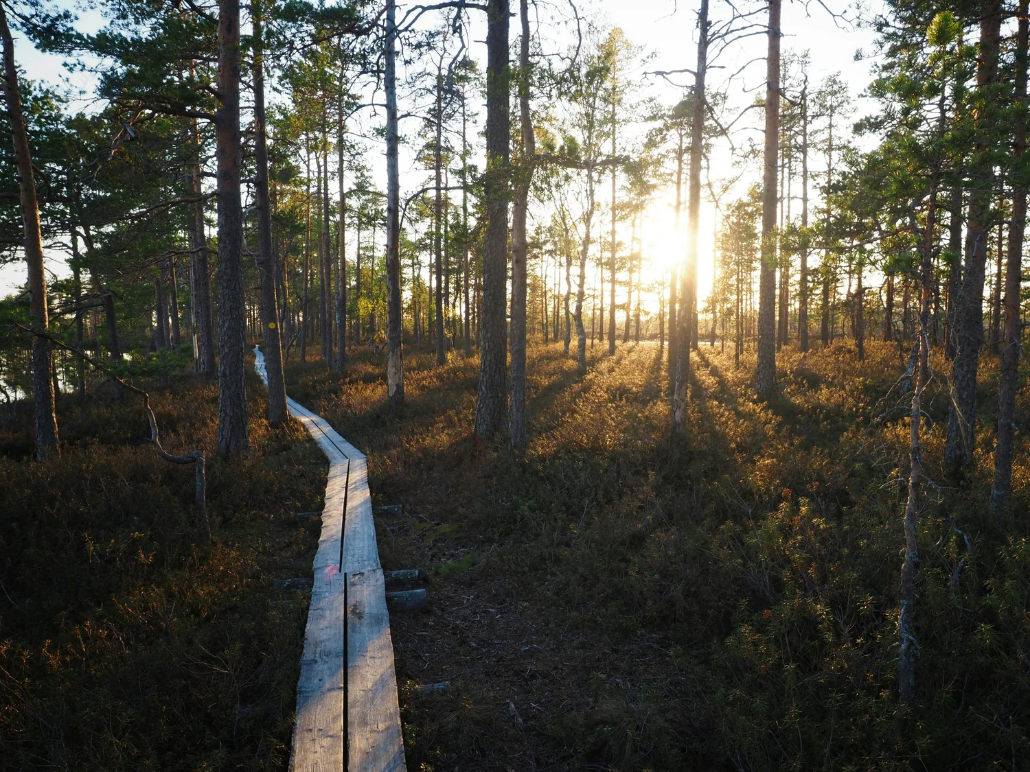 Season 4, Episode 19: Living Sustainably: A View from Finland with Mette Hartonen and Niilo Syväoja episode artwork