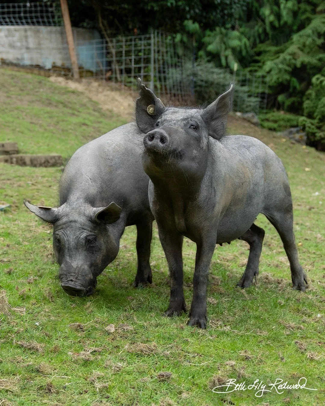 Gloria and Dolly, two rescued pigs together outdoors at Wildlings Forest.