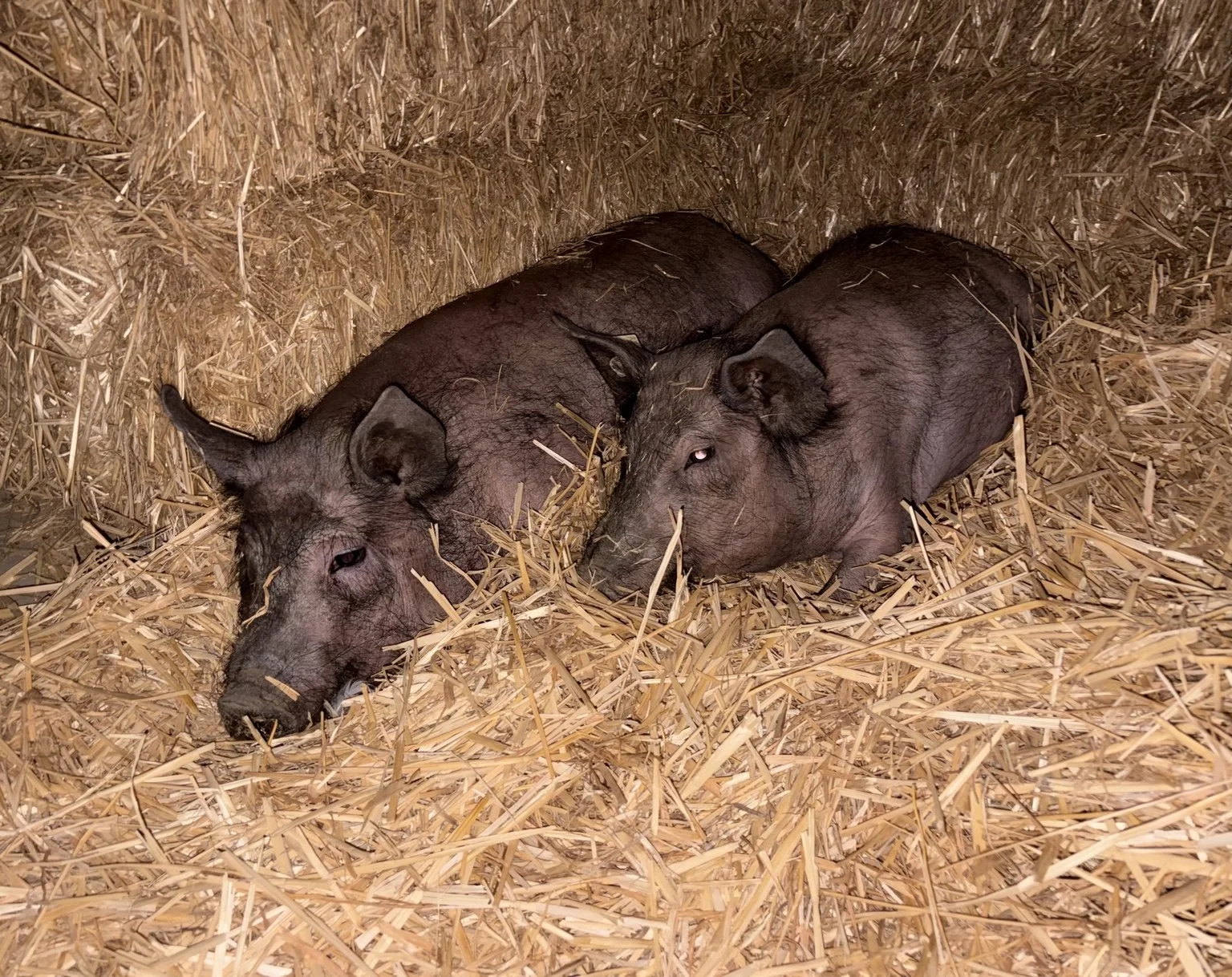A Bittersweet Week at Wildlings Forest