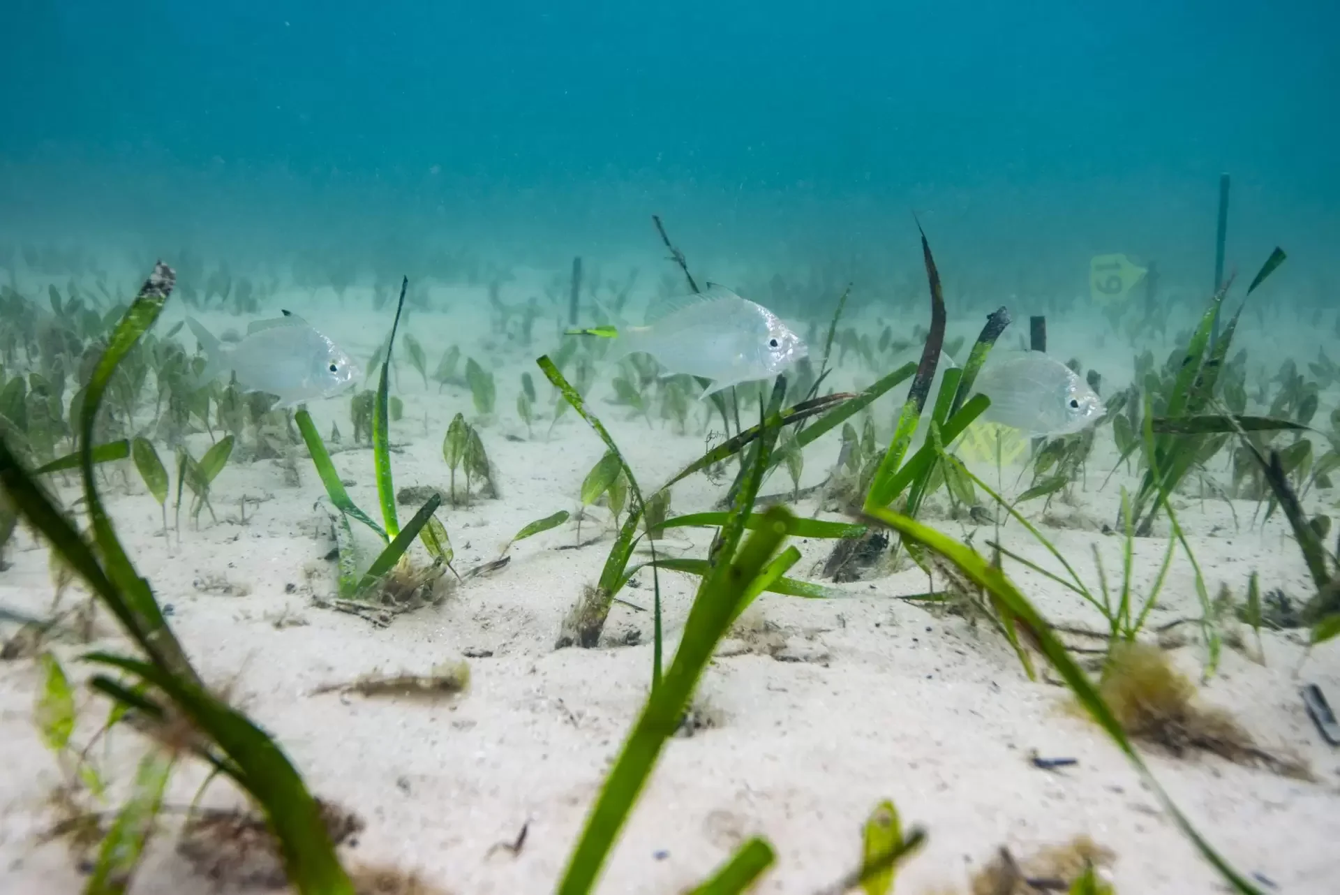 Underwater scene with three small fish swimming above sandy seabed surrounded by green seagrass.