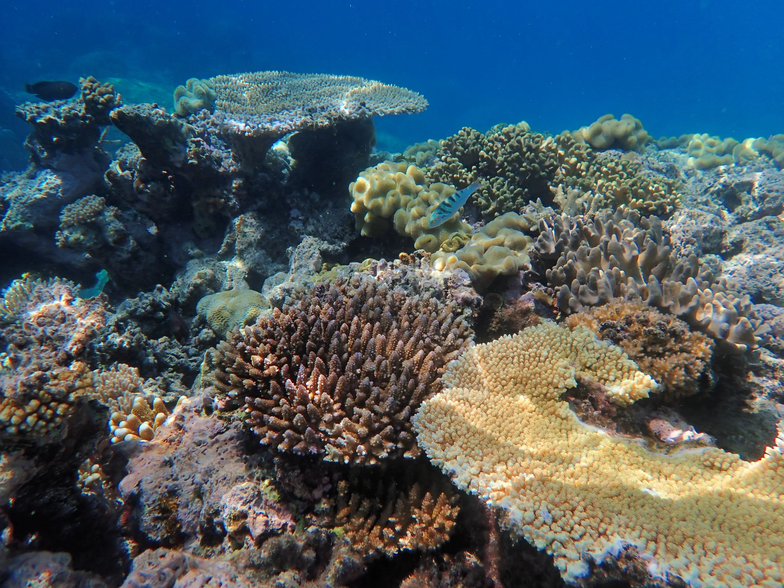 Underwater view of diverse coral formations with a small colorful fish swimming among the corals.