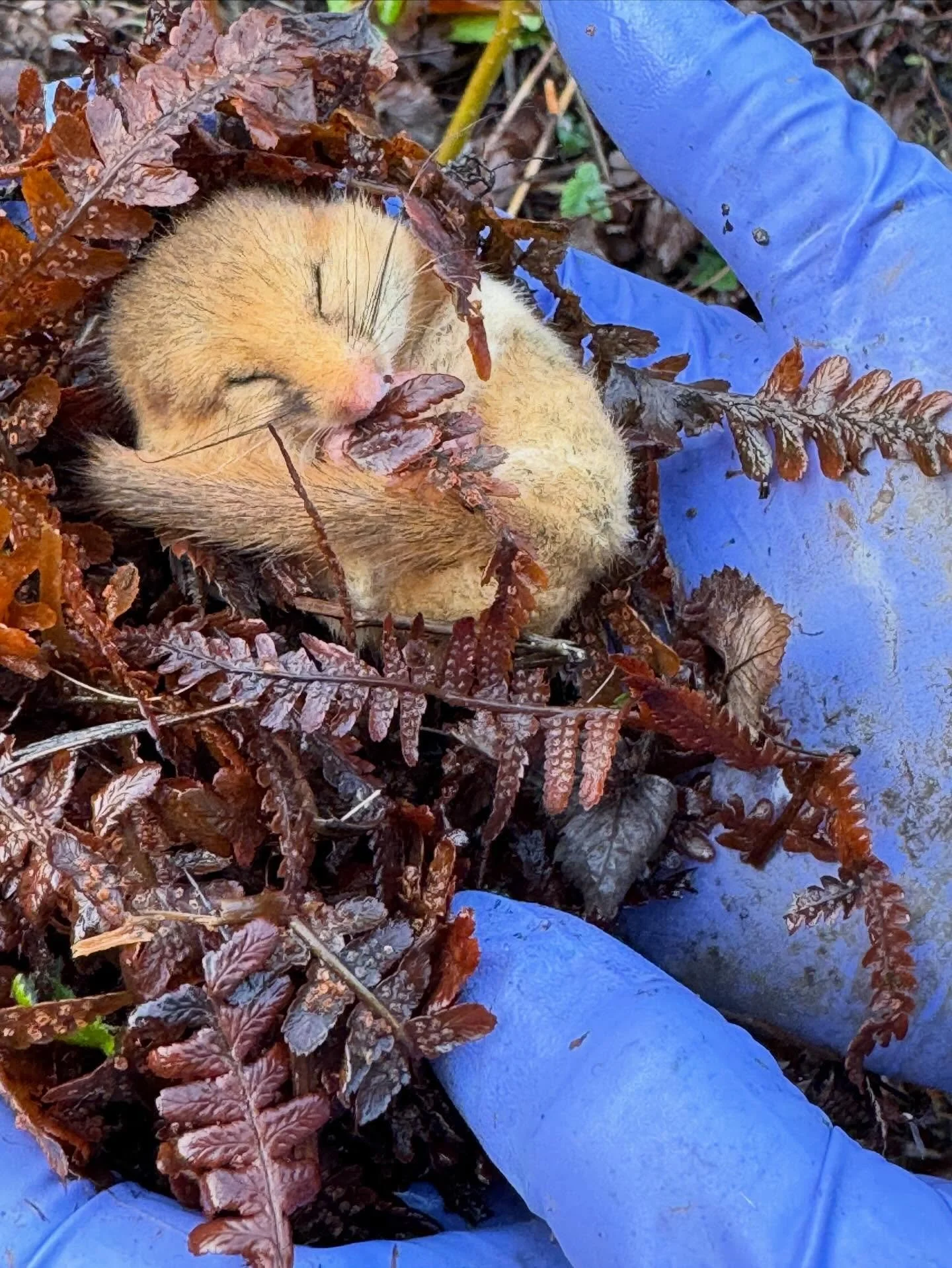 Accidentally found while gardening. Now rewrapped in its bedding, replaced and hopefully sleeping soundly through the rest of winter. What a wonderful little animal. 

#hazeldormouse 
#hibernation
#furrytail