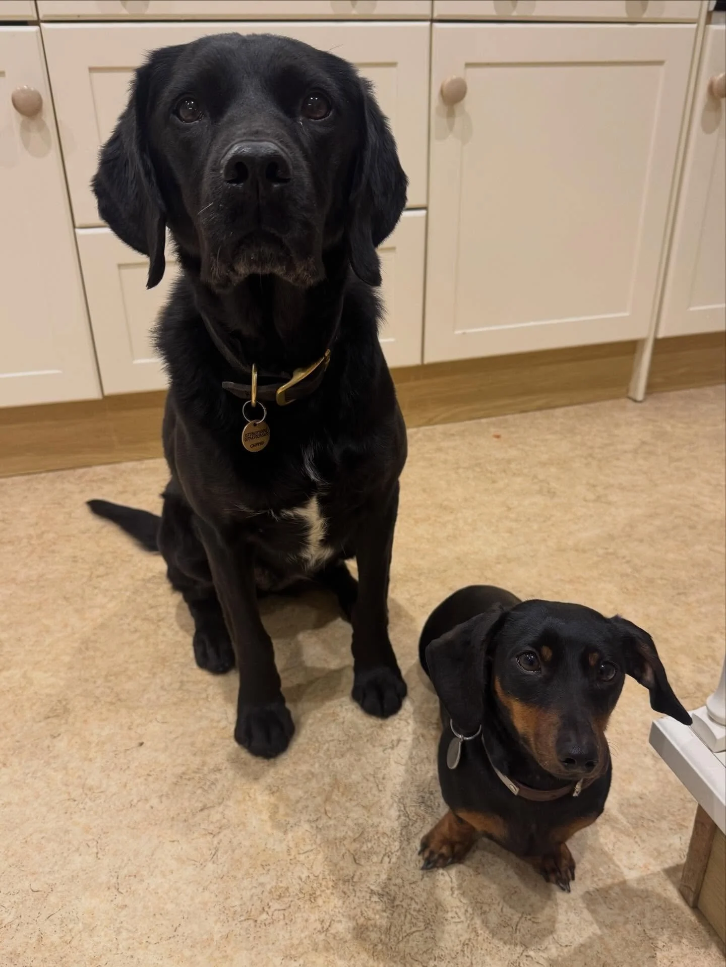 Could you just feed us &lsquo;cos we&rsquo;ve walked miles!

#dogeyes