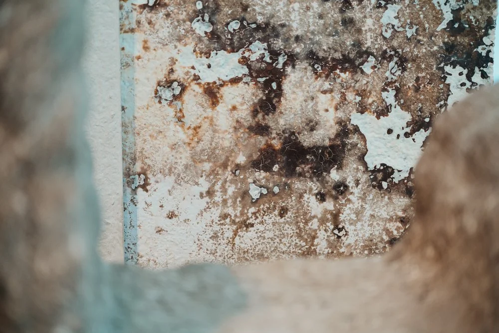 Shocking Statistics: Nearly Half of Private Renters Endure Damp and Mould, Even in Summer