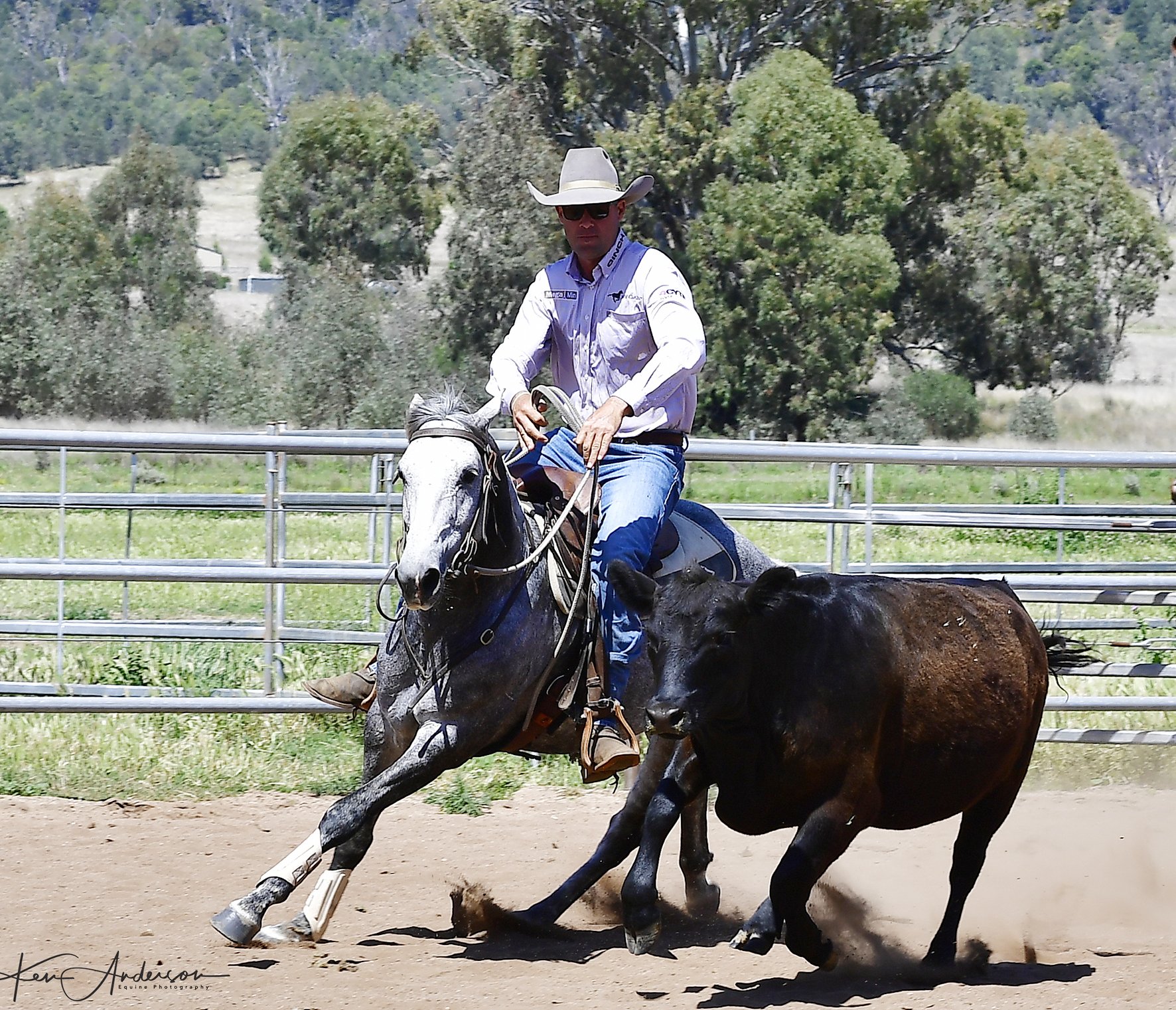 grey stallion 545.jpg
