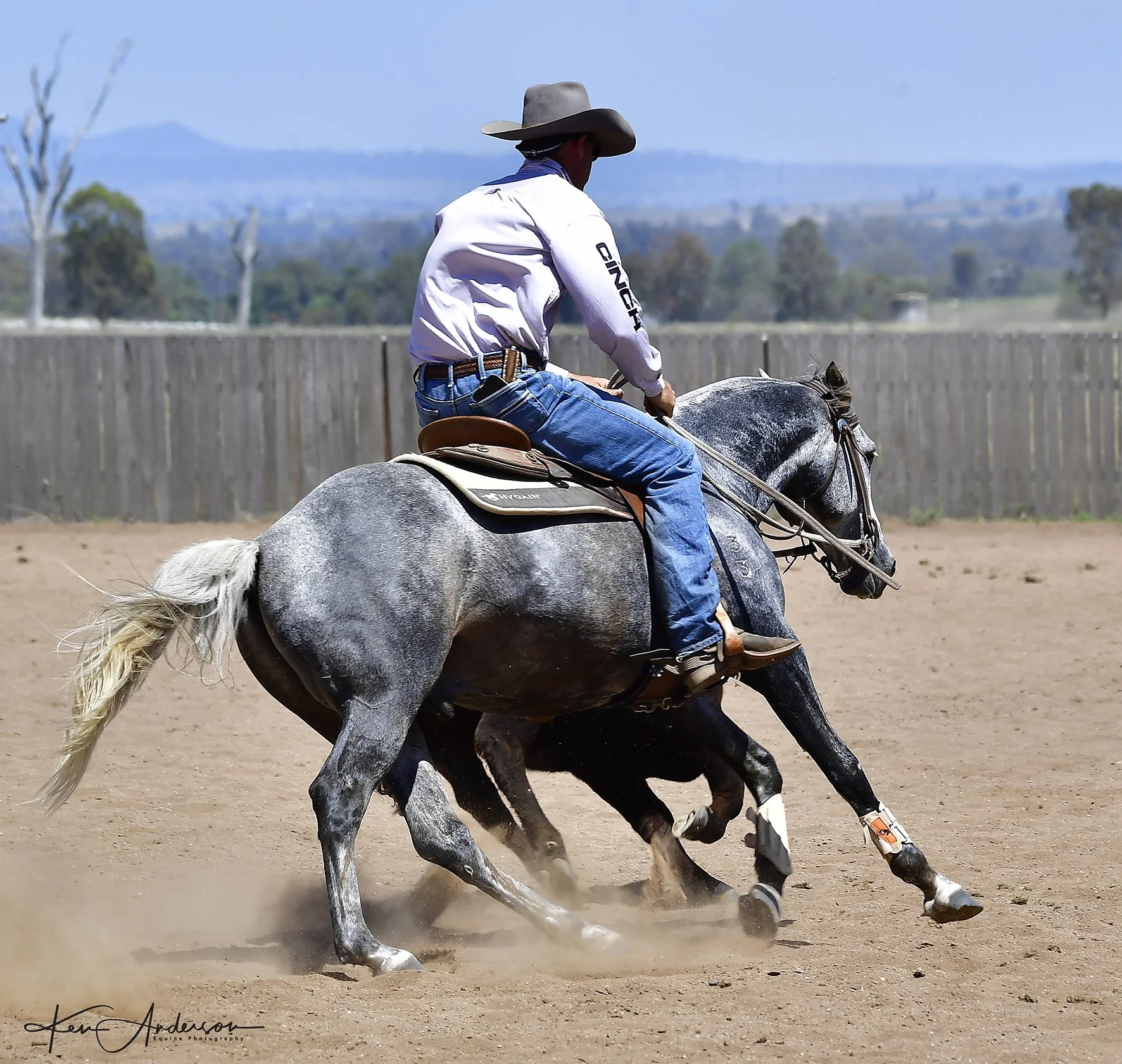 grey stallion 854.jpg
