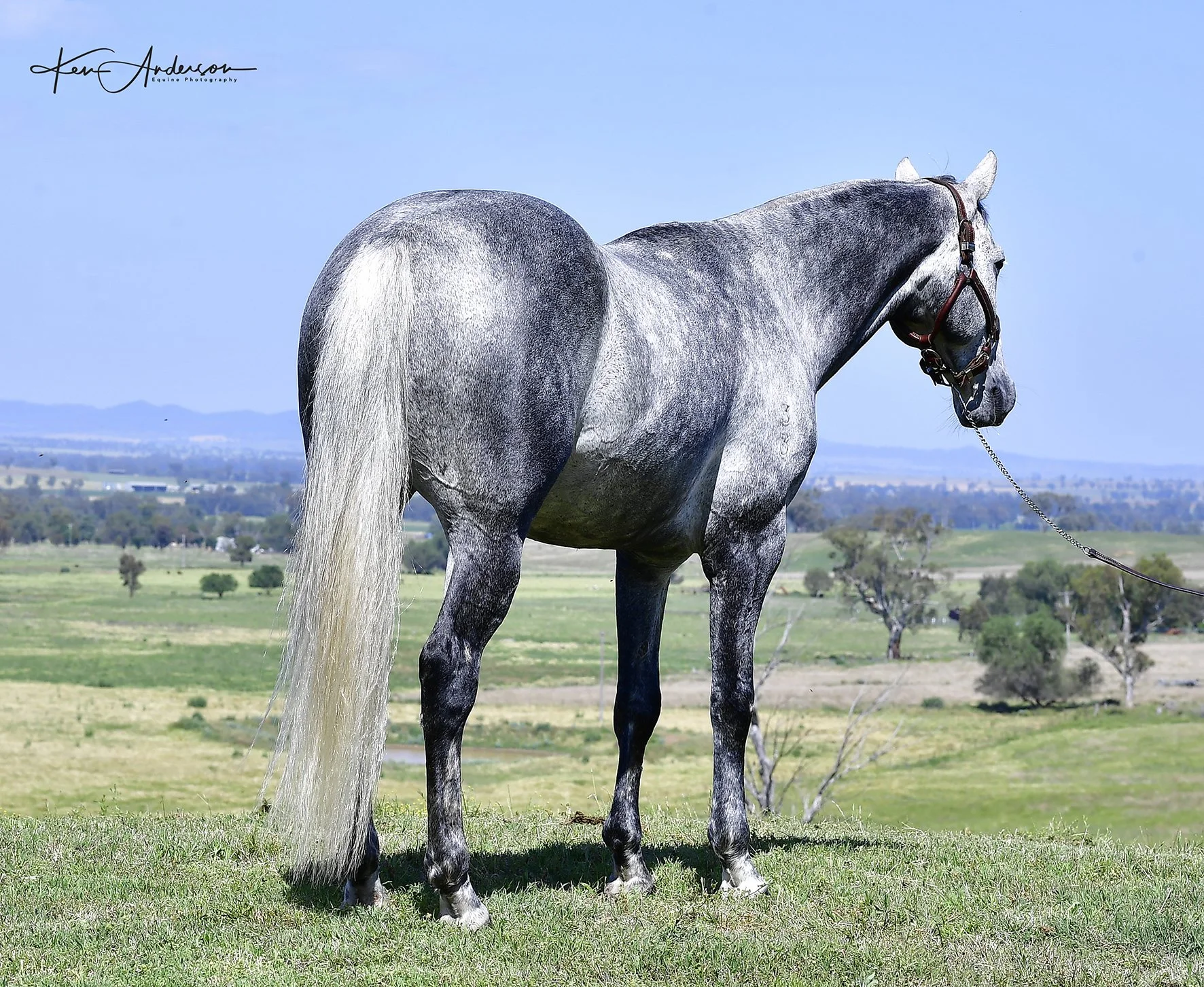 grey stallion 318.jpg