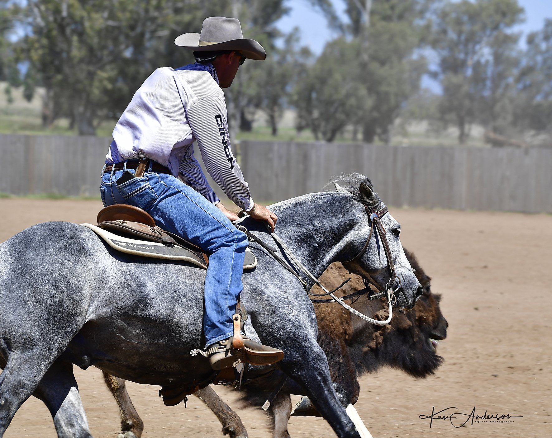 grey stallion 724.jpg