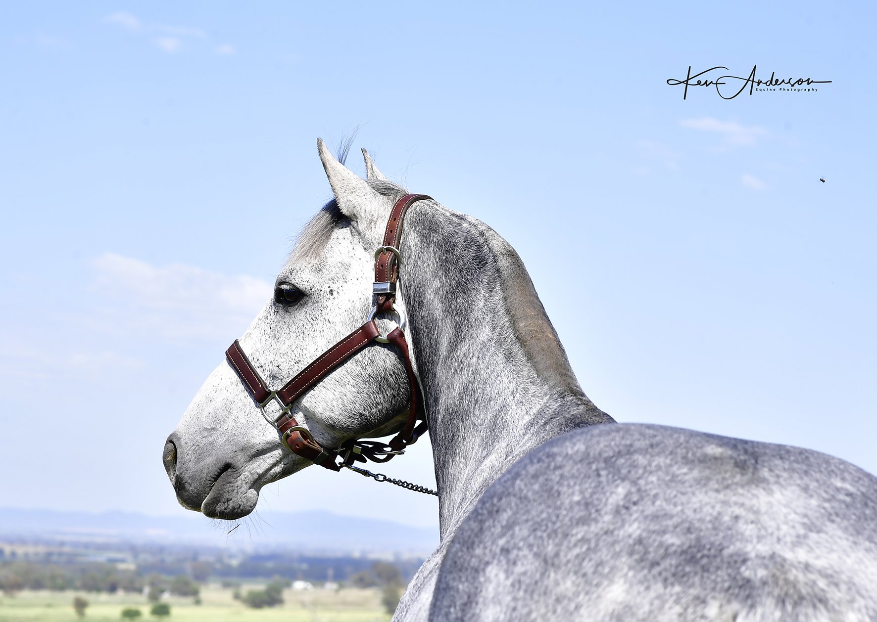 grey stallion 002.jpg