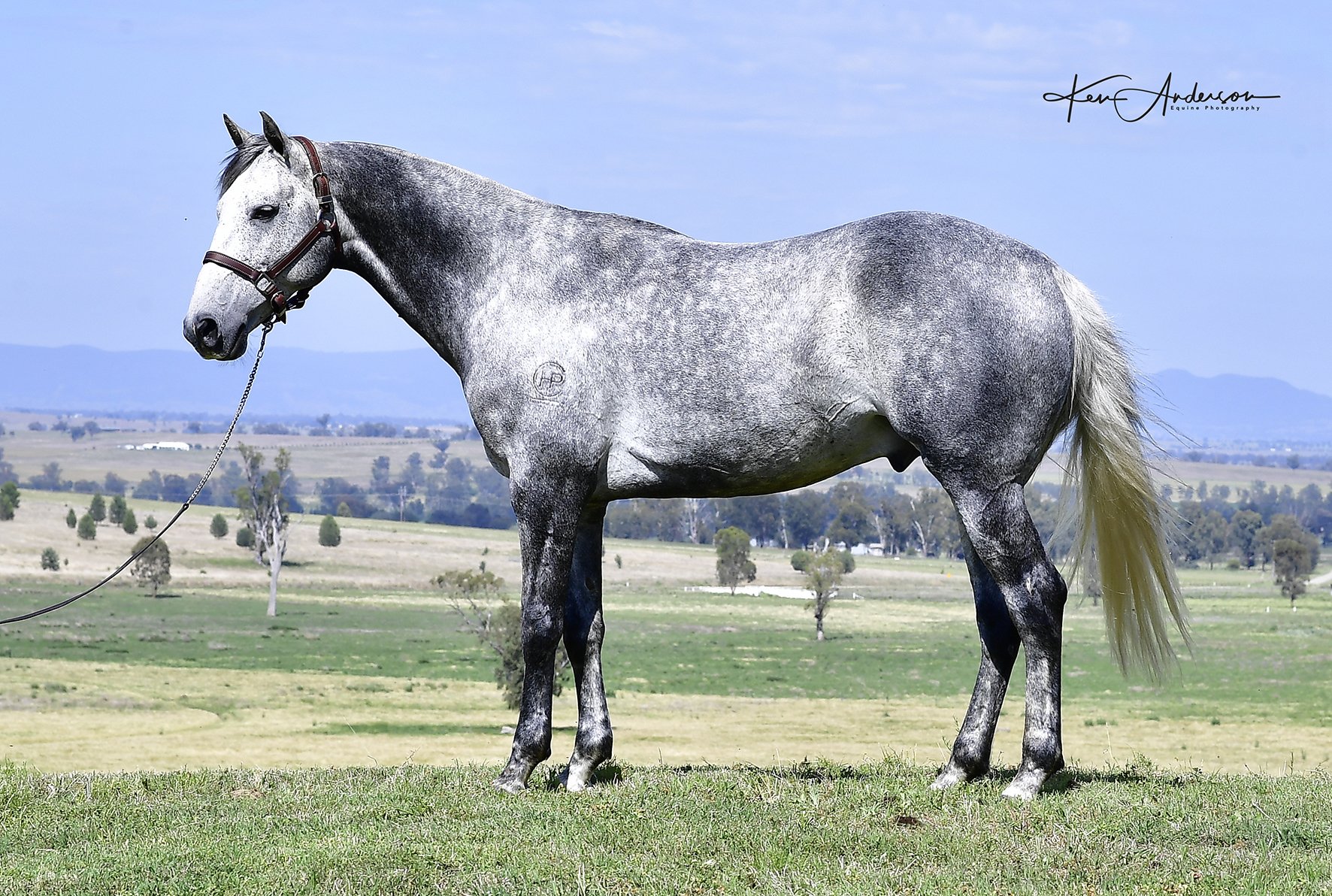 grey stallion 093.jpg