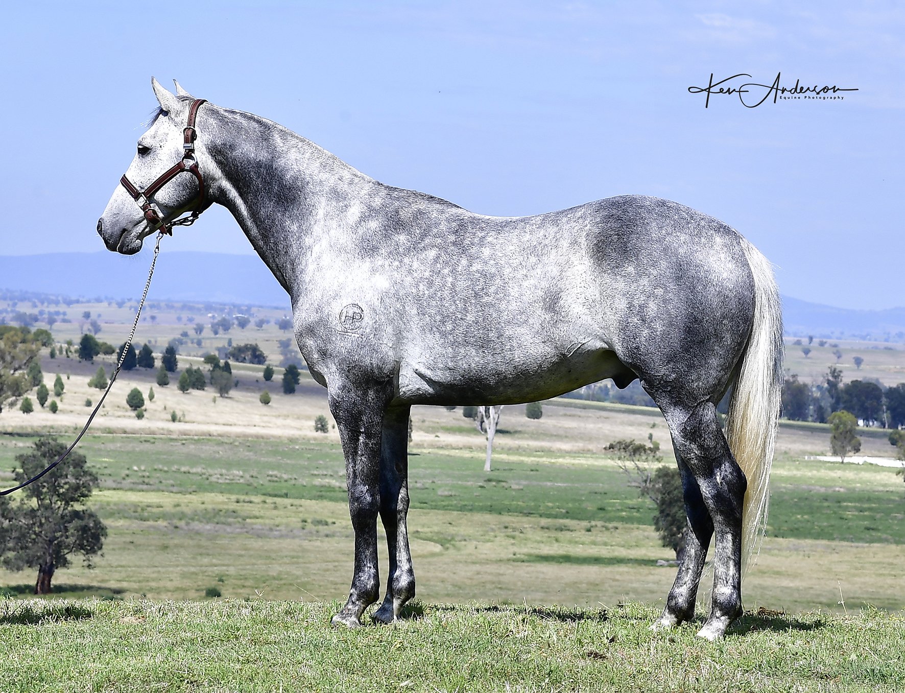 grey stallion 134.jpg