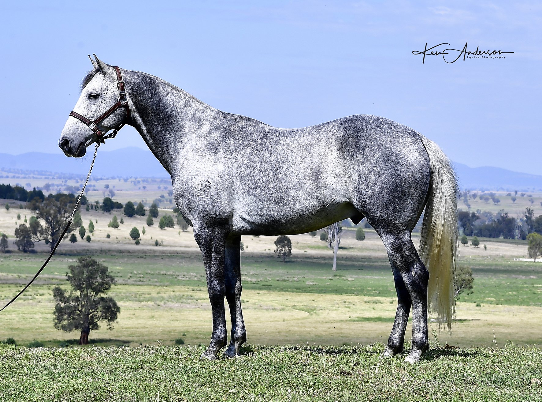 grey stallion 167.jpg