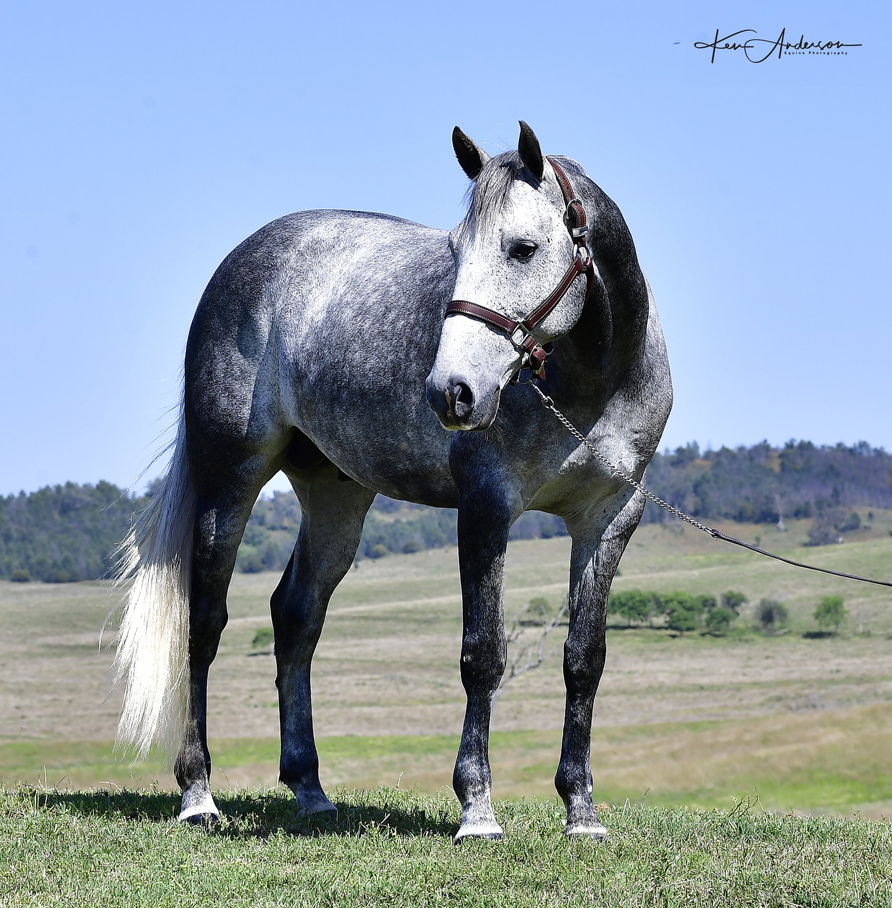 grey stallion 290.jpg