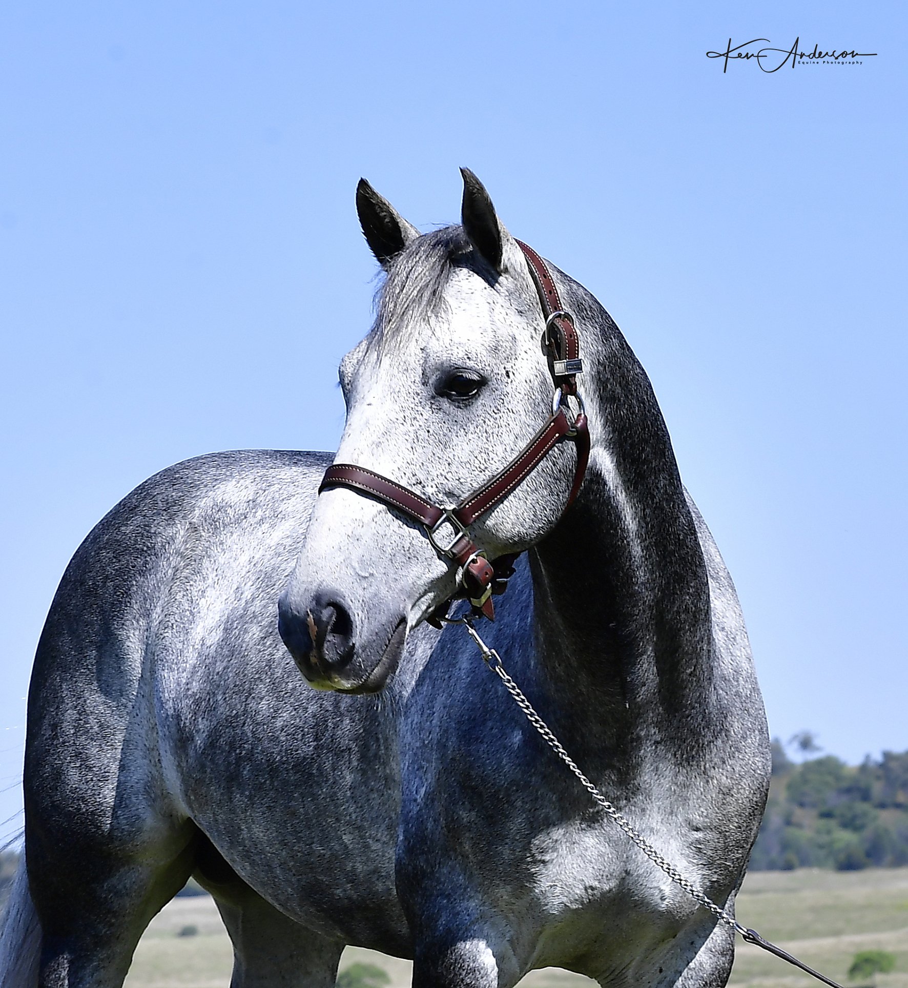 grey stallion 292.jpg