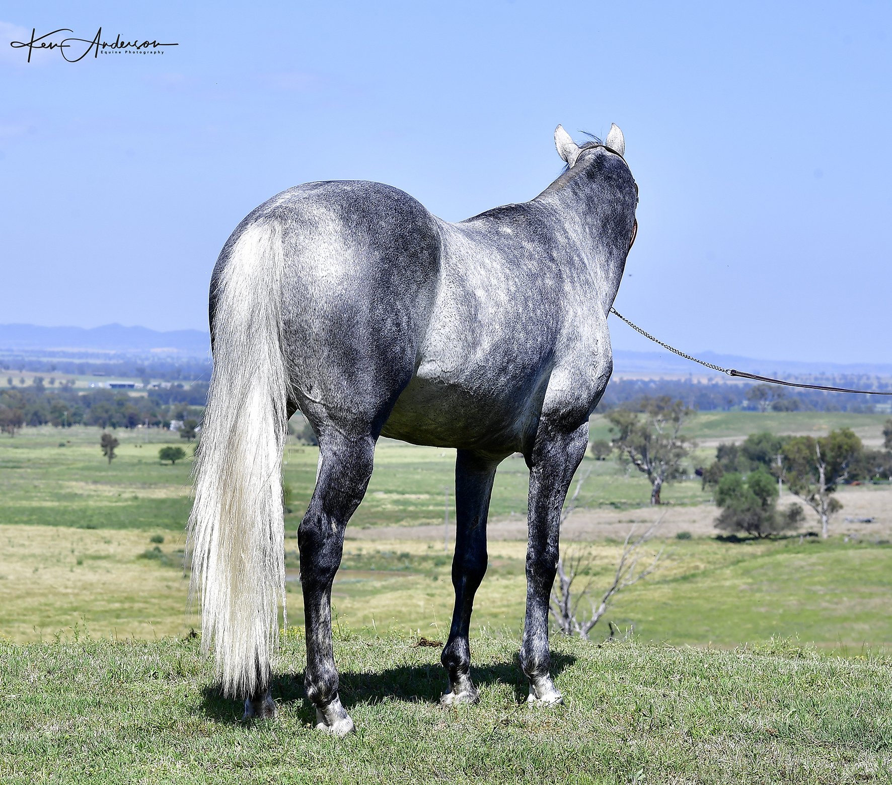 grey stallion 310.jpg