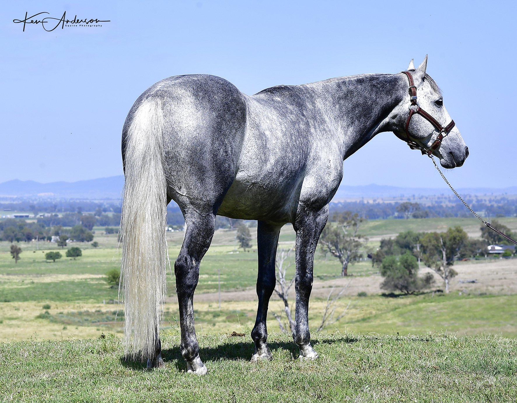 grey stallion 331.jpg