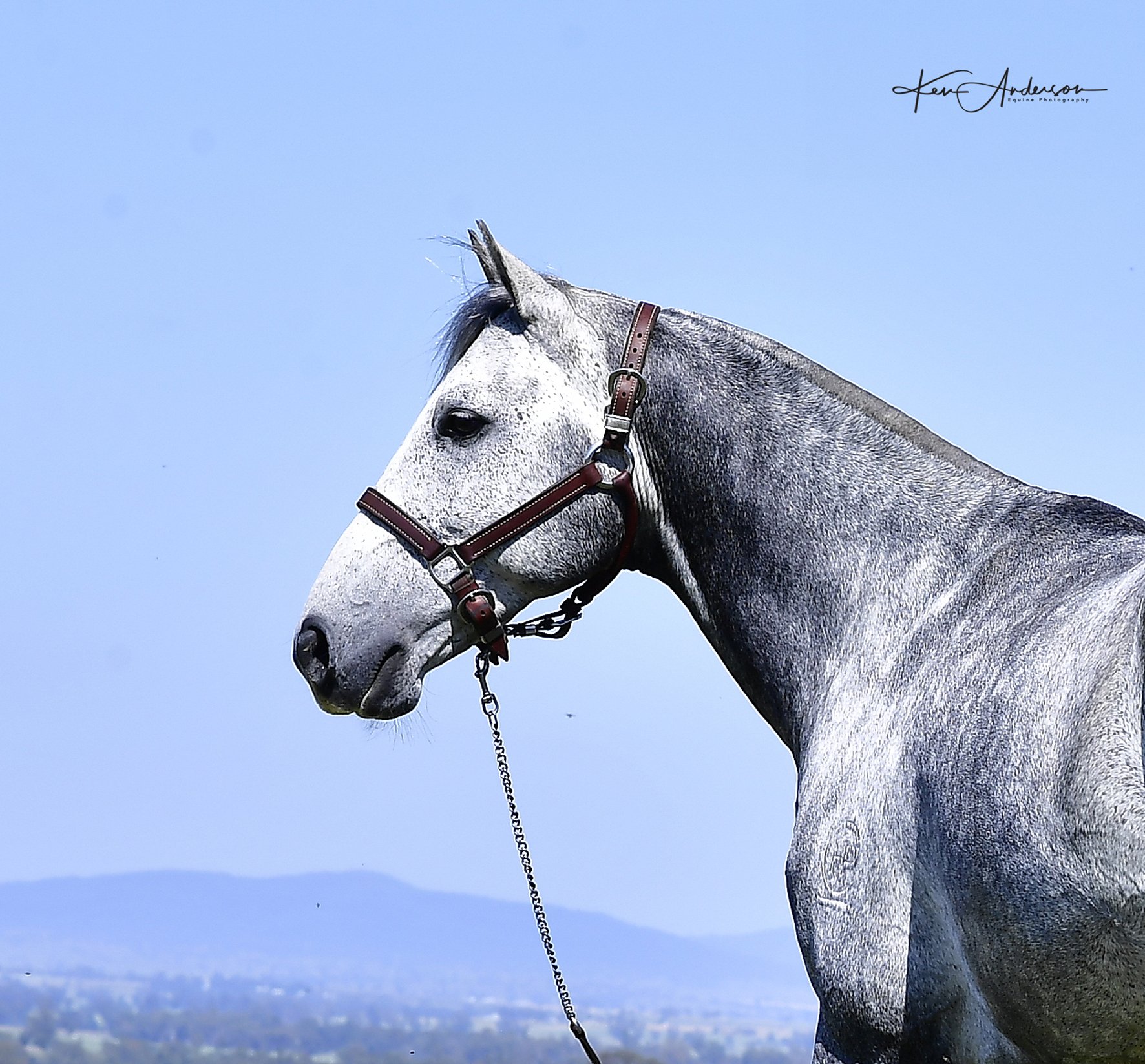 grey stallion 343.jpg