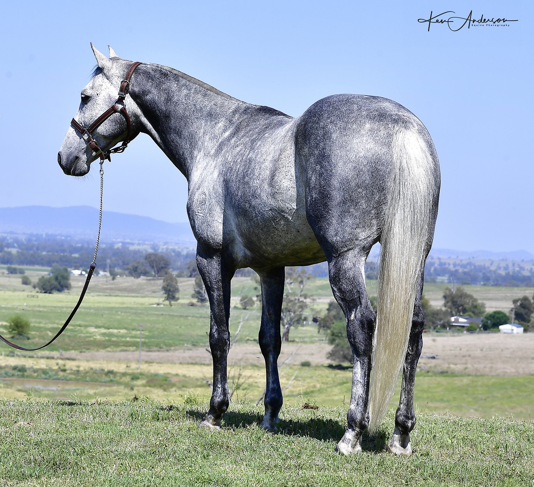 grey stallion 353.jpg
