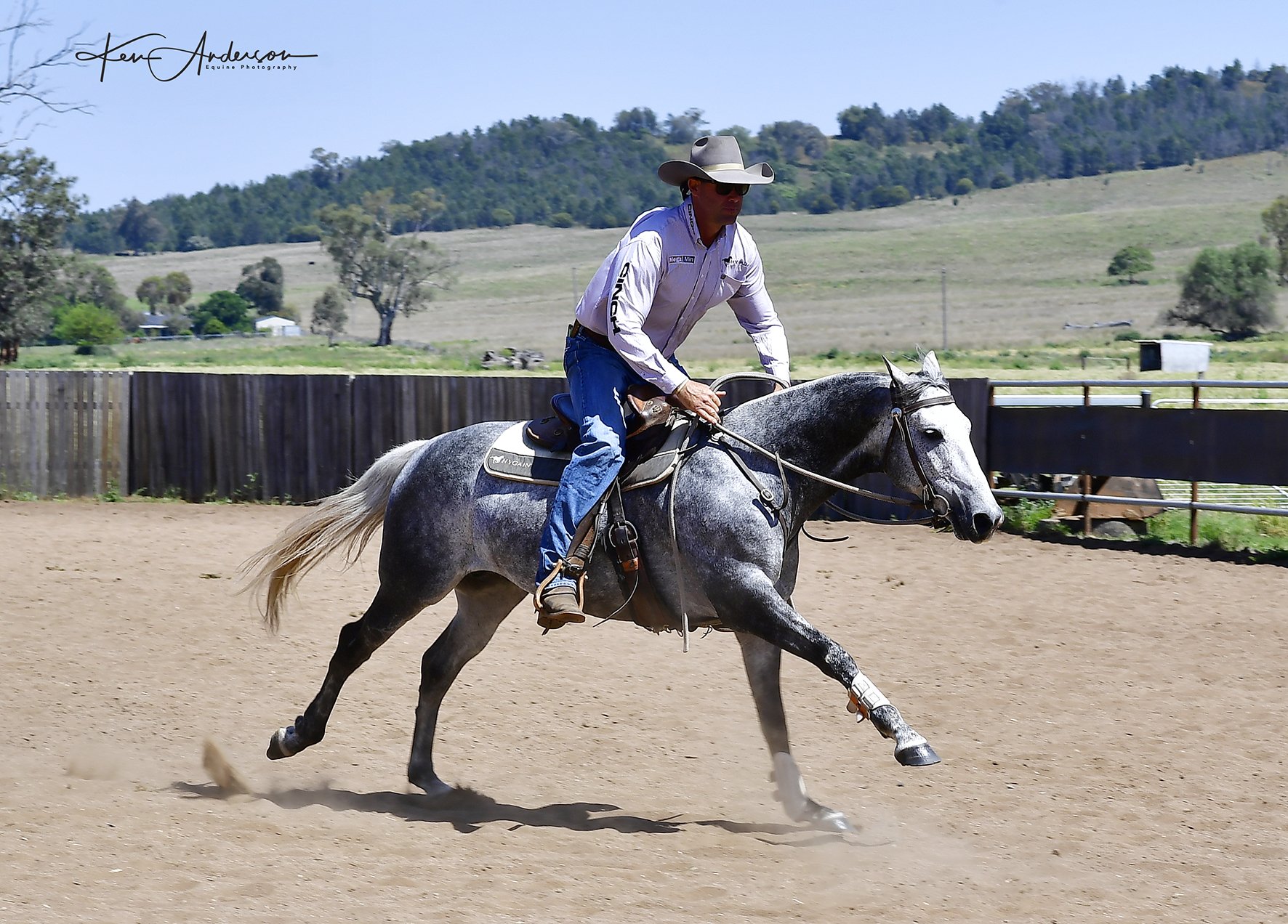 grey stallion 446.jpg