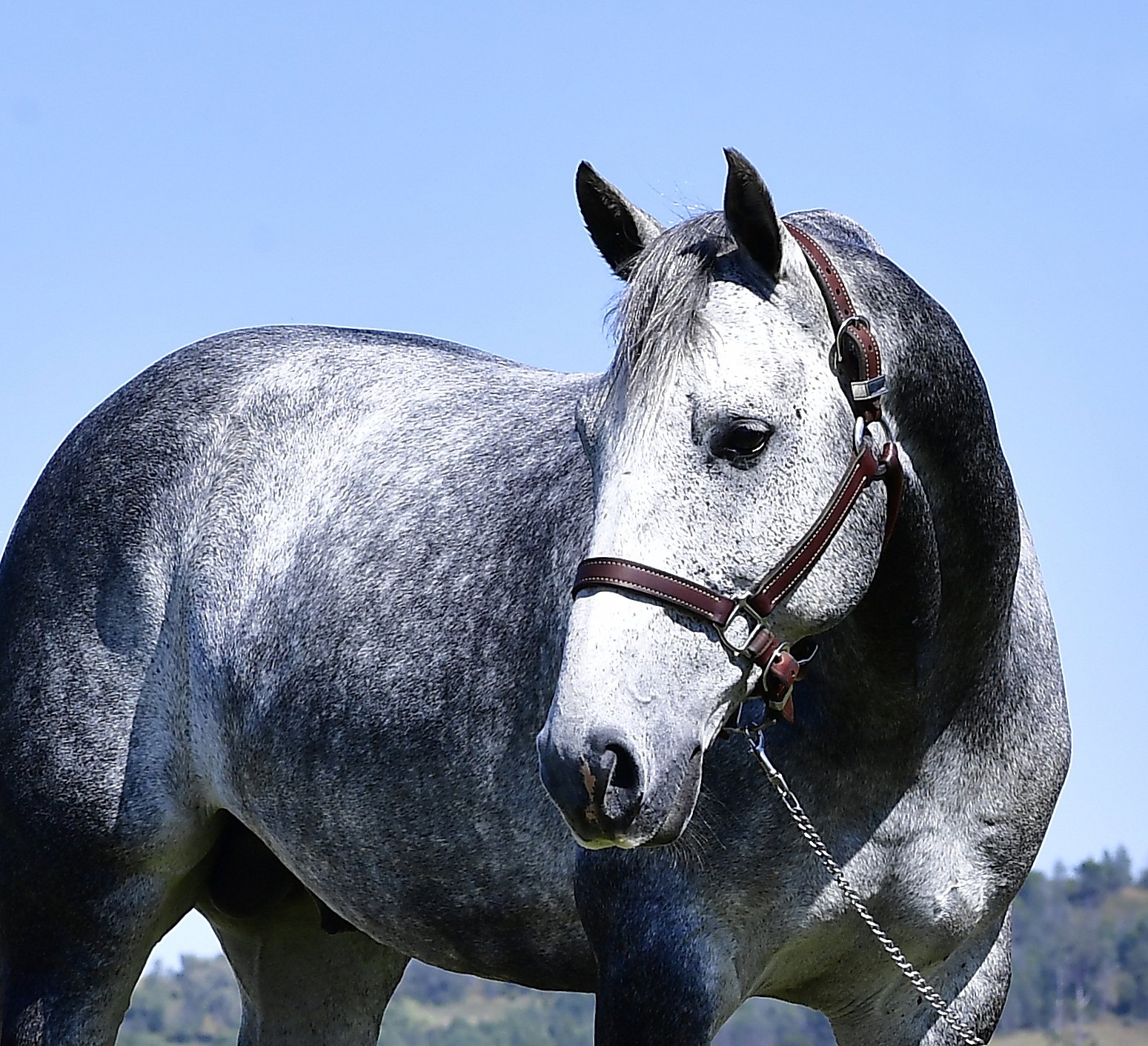 grey stallion side.jpg