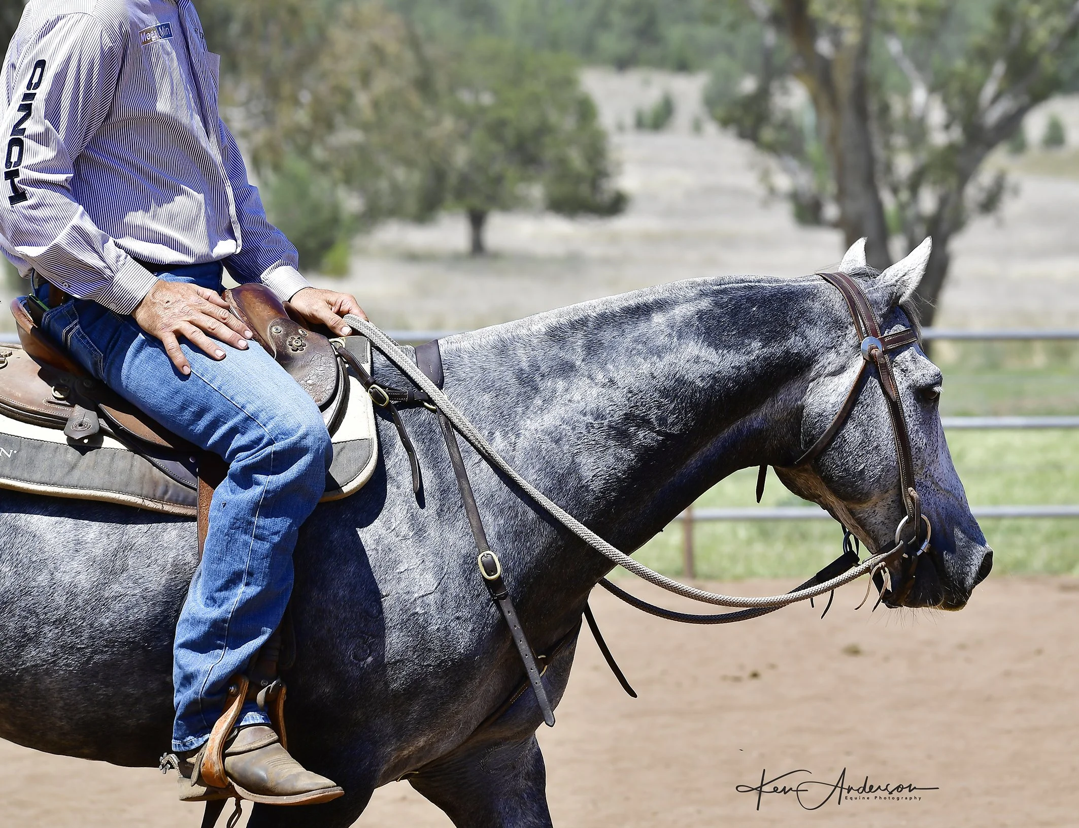 grey stallion 584.jpg