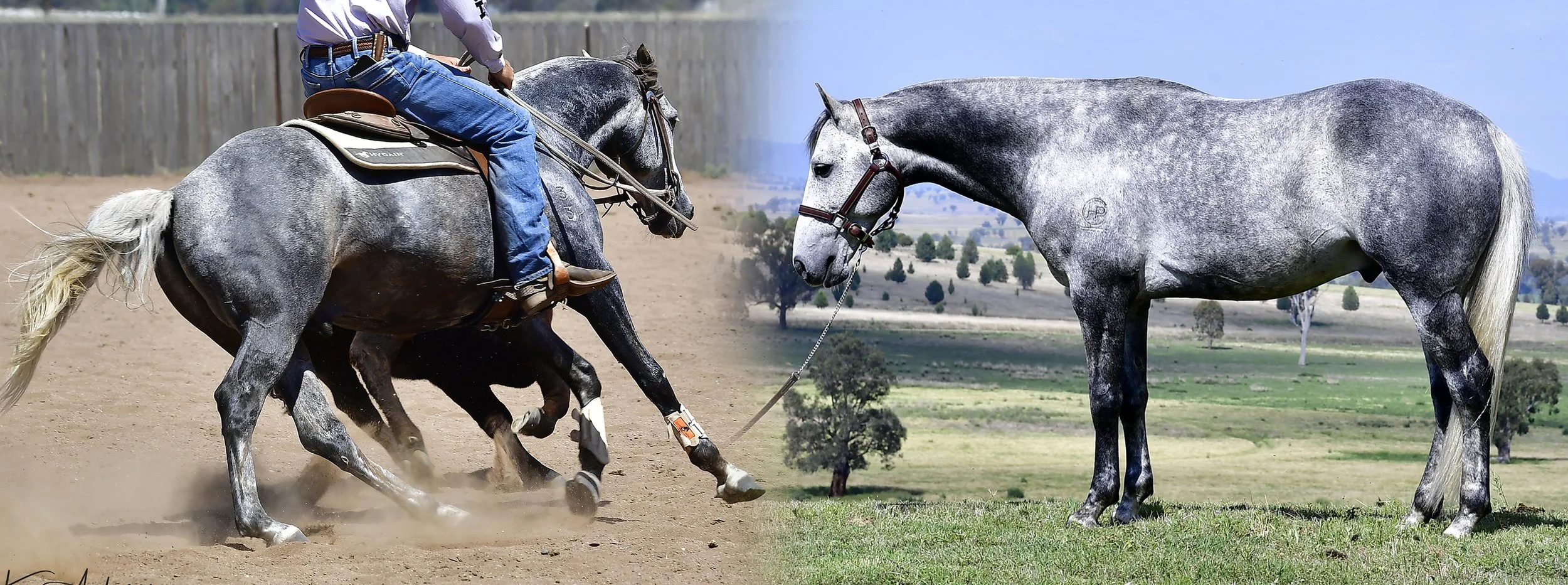 Stallion x 2 photos.jpg