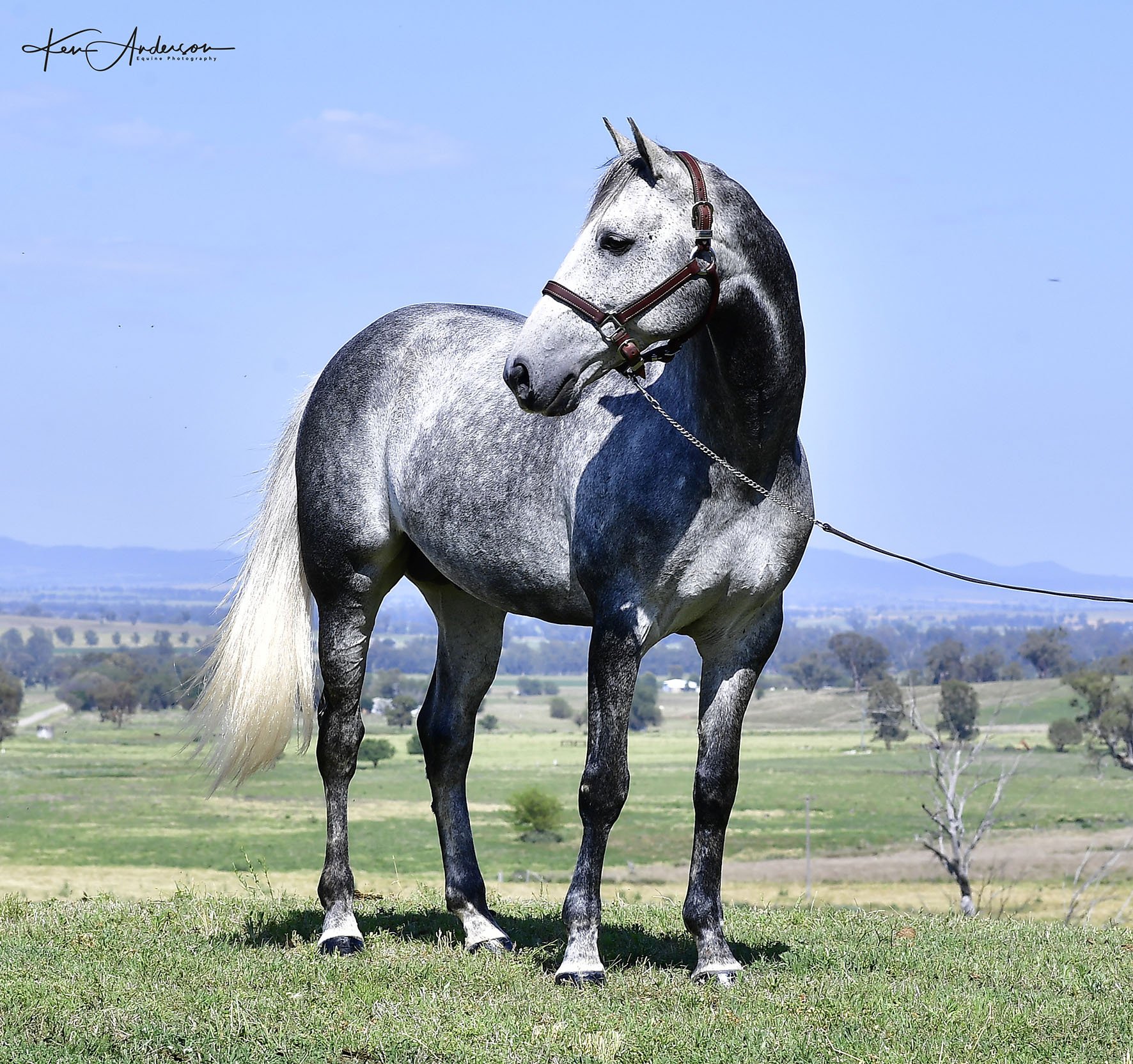 grey stallion 239.jpg