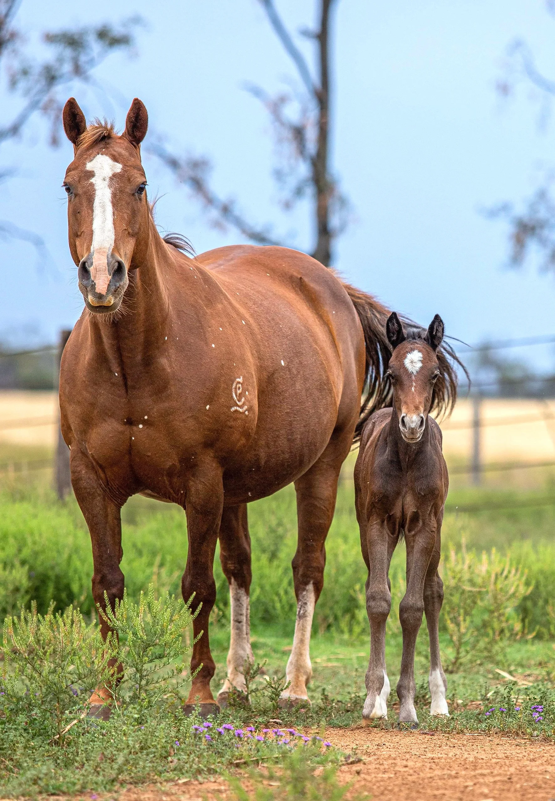 Grifter Foal Pict 1.jpg
