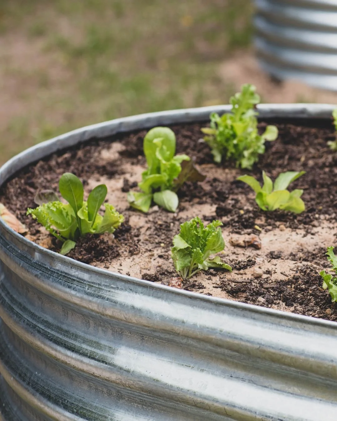 From Garden to Table 🍃

We might not grow everything we serve - but we believe in staying close to the source. You&rsquo;ll often spot our kitchen team outside, snipping fresh herbs or picking greens straight from our garden beds.

It&rsquo;s about 