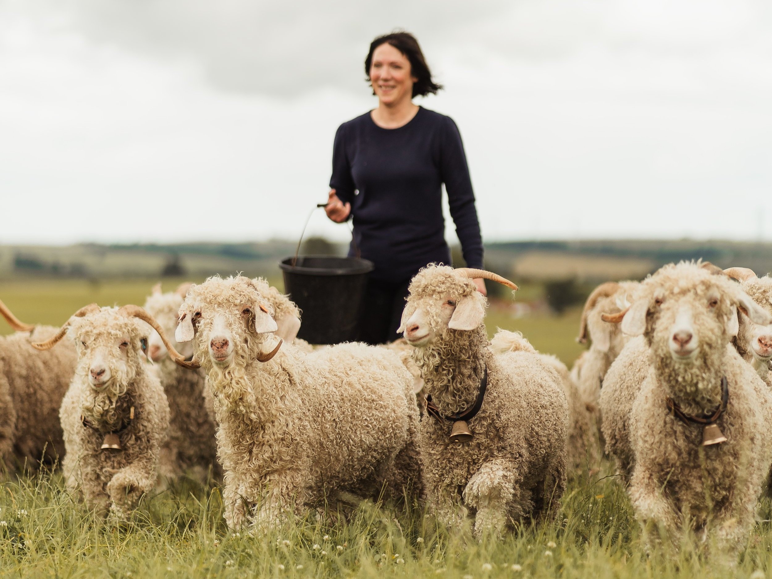 Angora goats with curly fleeces, long horns, wearing a collar with bell followed by a lady dressed in navy jumper and trousers carrying a bucket smiling in a field with grey cloudy sky