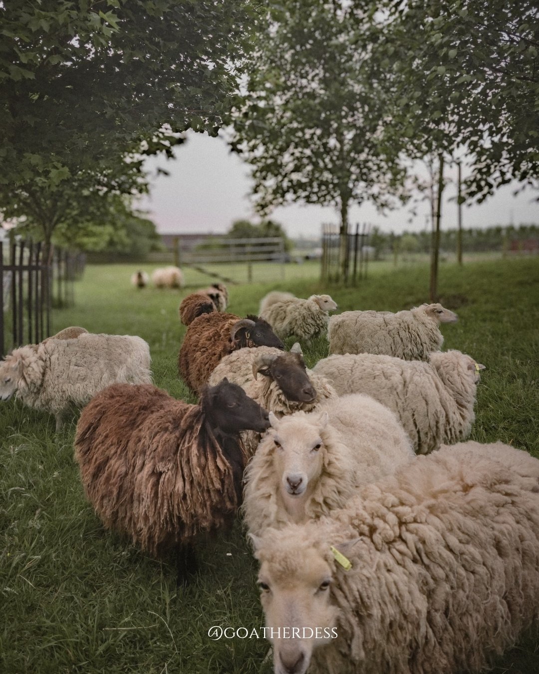 With the warmest day of the year (ahem, 25&deg;C) promised here on the hillside, the Ouessant flock are being guided to the dappled shade beneath the trees. While it may only be a mild day by wider standards, it&rsquo;s still warm enough to make a th