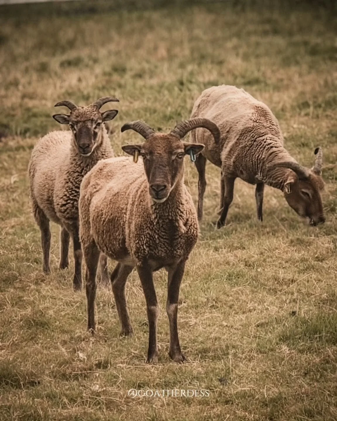 One year with our Castlemilks! 🐑 From shy newcomers to full-of-life hill wanderers, they&rsquo;ve stolen our hearts and settled into the farm as if they&rsquo;ve always belonged. Here&rsquo;s to many more adventures together!

#castlemilks #highland