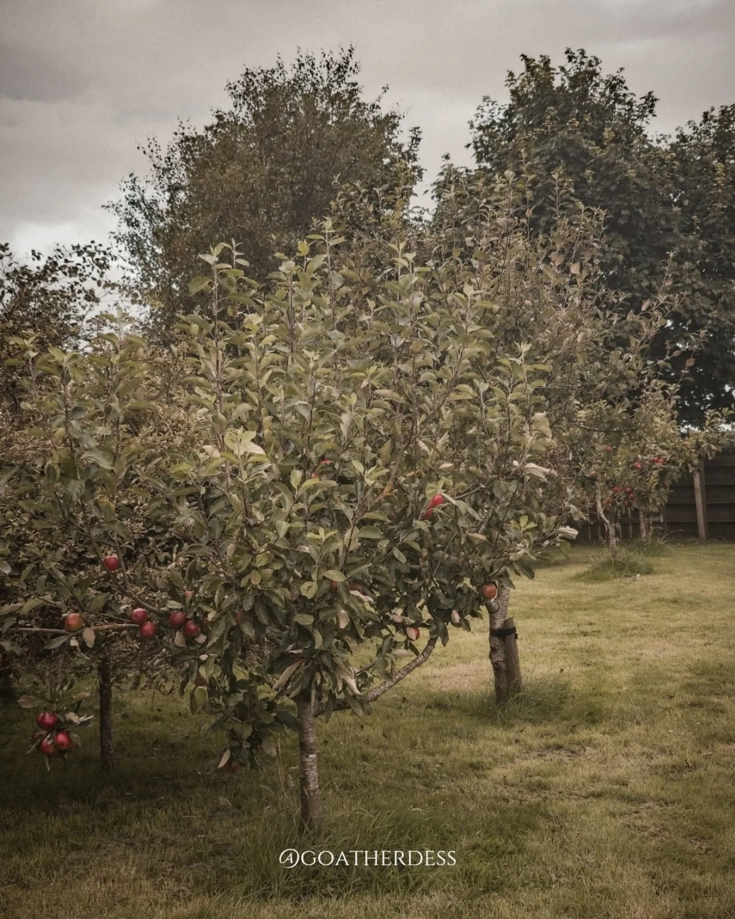 Our little orchard stands heavy with apples, moments before storm Floris swept through. A reminder of nature&rsquo;s abundance and its fragility&mdash;harvest gathered with gratitude, whatever the weather. 🍎🌿

#orchardlife #scottishcountryside #sus