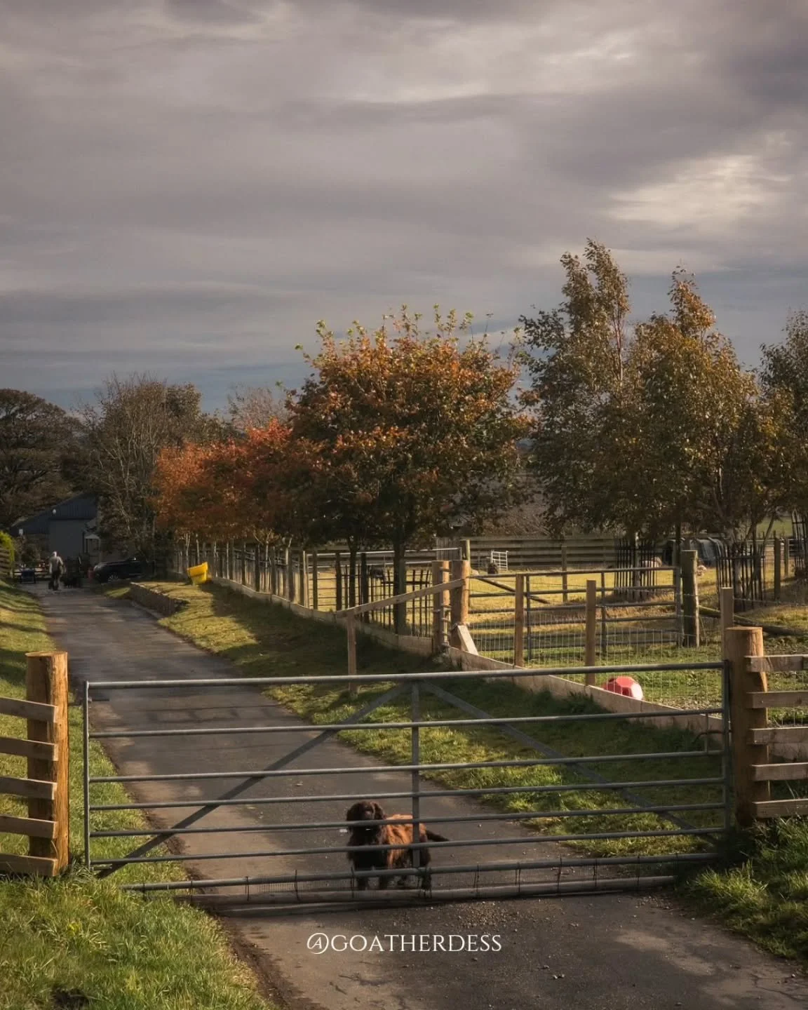 Autumn on the Farm

#autumnvibes #farmlife #october
#autumnleaves #autumn #farmgate #dogwaiting