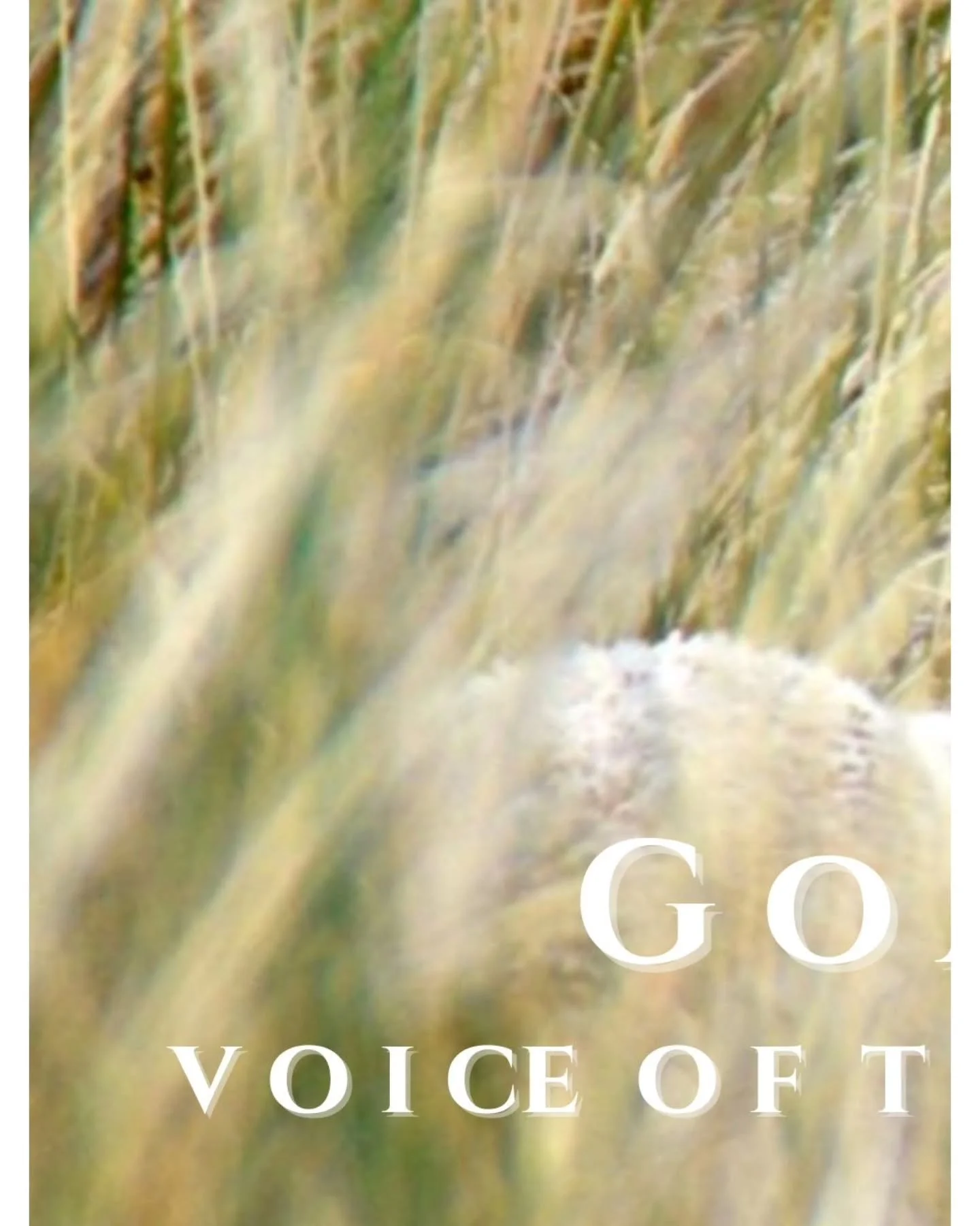 Goatherdess exists to give voice to the forgotten flocks &mdash;
rare breeds once kept in small numbers, whose wool clothed communities rather than feeding an industry.

Each year, we work only with the wool our rare breed sheep and mohair goats give