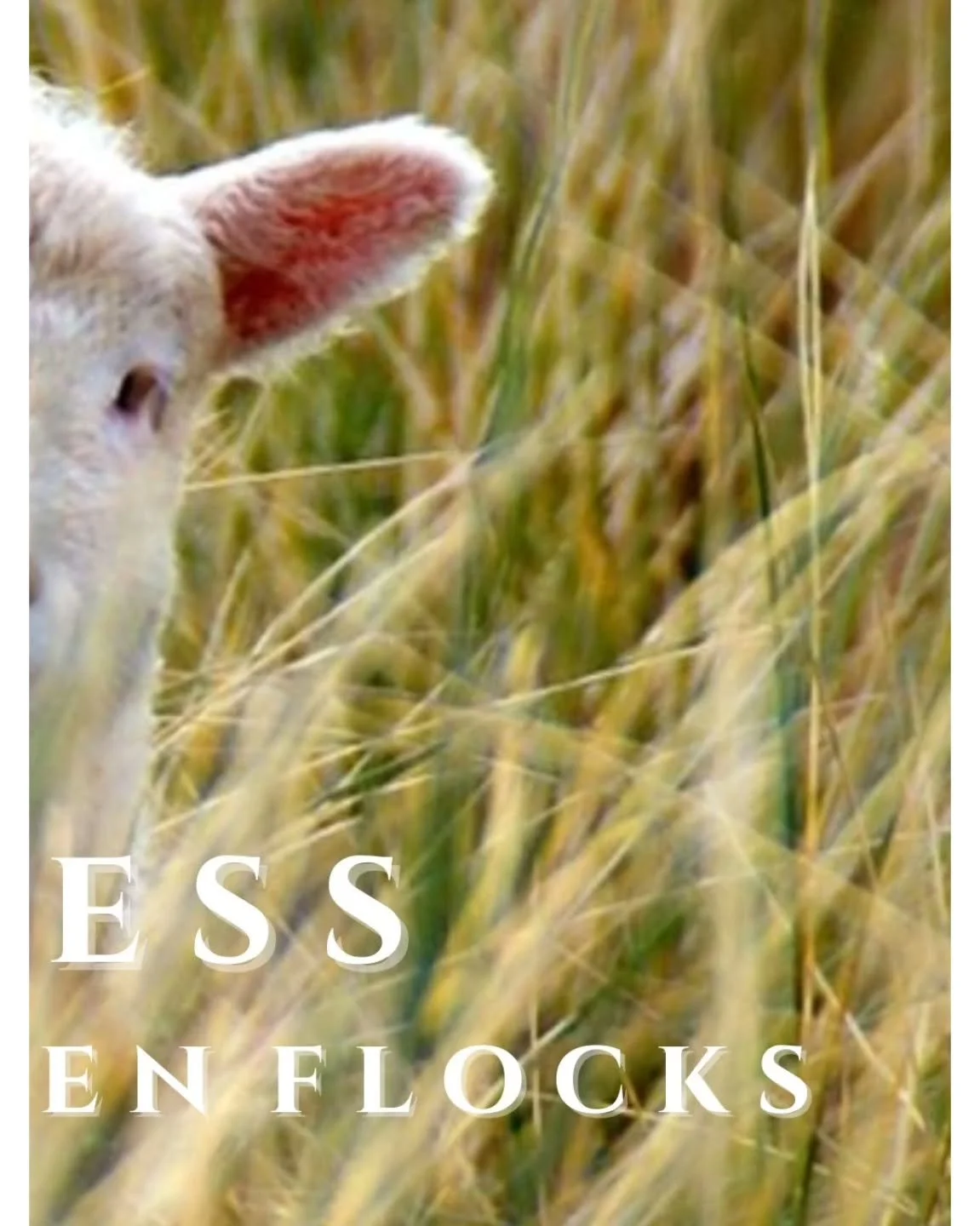 Goatherdess exists to give voice to the forgotten flocks &mdash;
rare breeds once kept in small numbers, whose wool clothed communities rather than feeding an industry.

Each year, we work only with the wool our rare breed sheep and mohair goats give